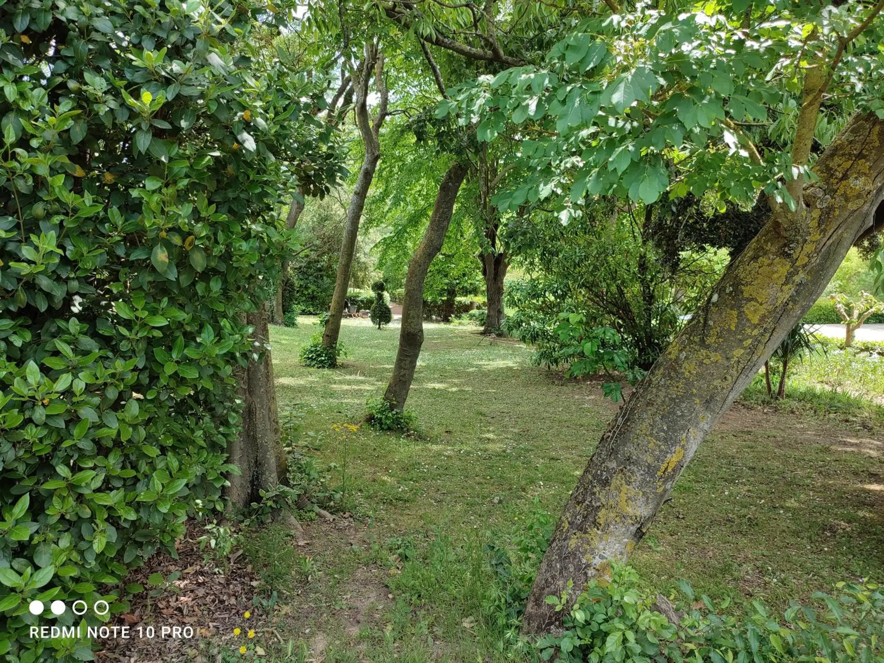 Garden in Château Saint-Martin