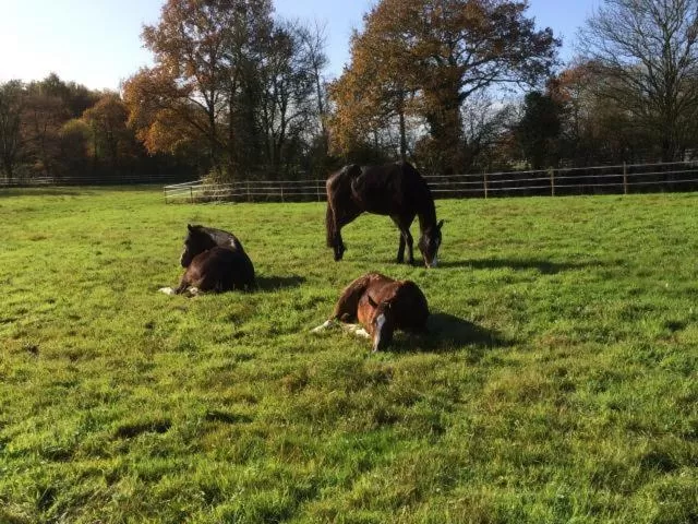 Other Animals in Les granges du chiron