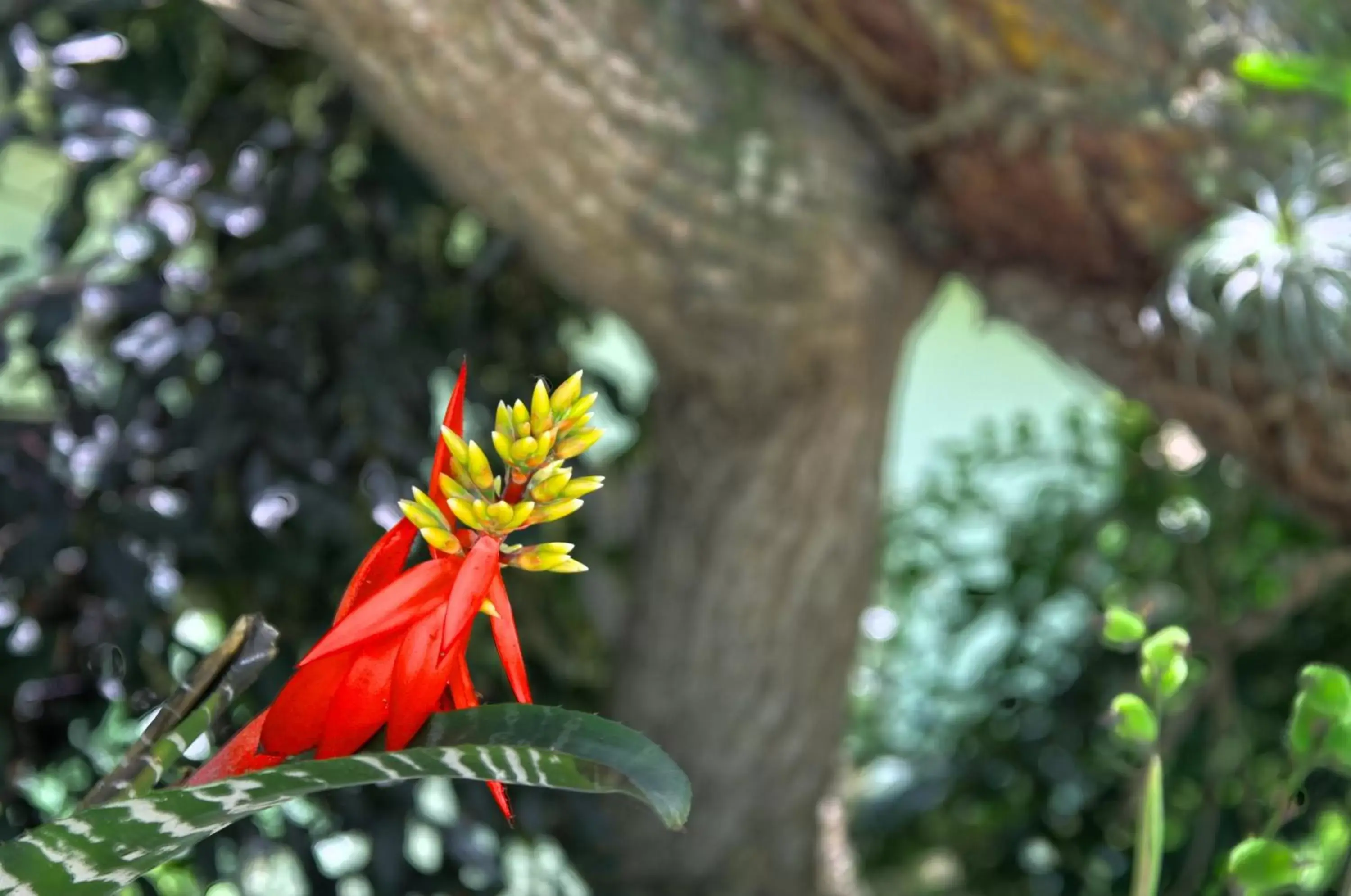 Garden, Other Animals in Pousada Aguas Claras