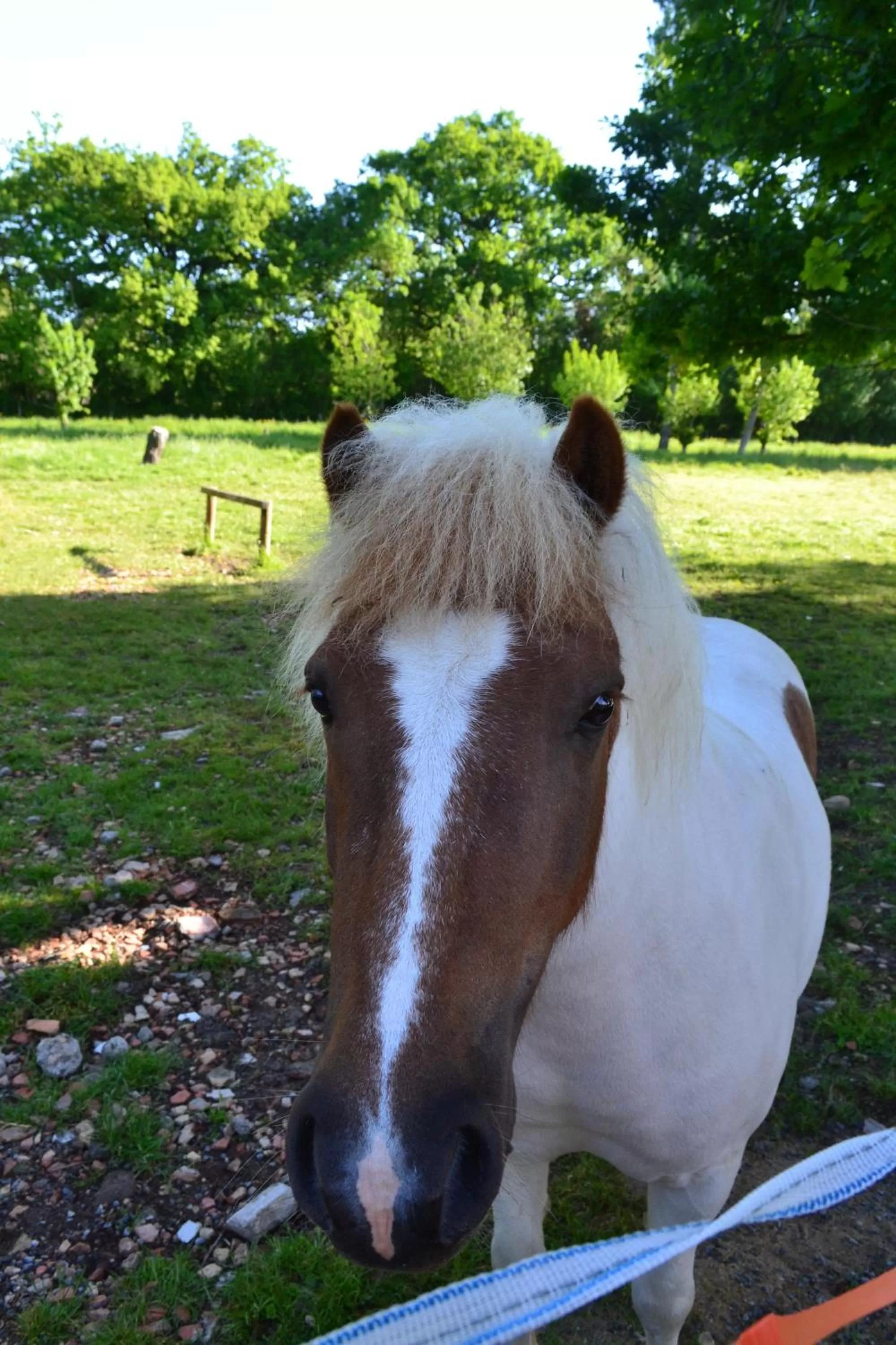 Property building, Other Animals in L'instant bleu