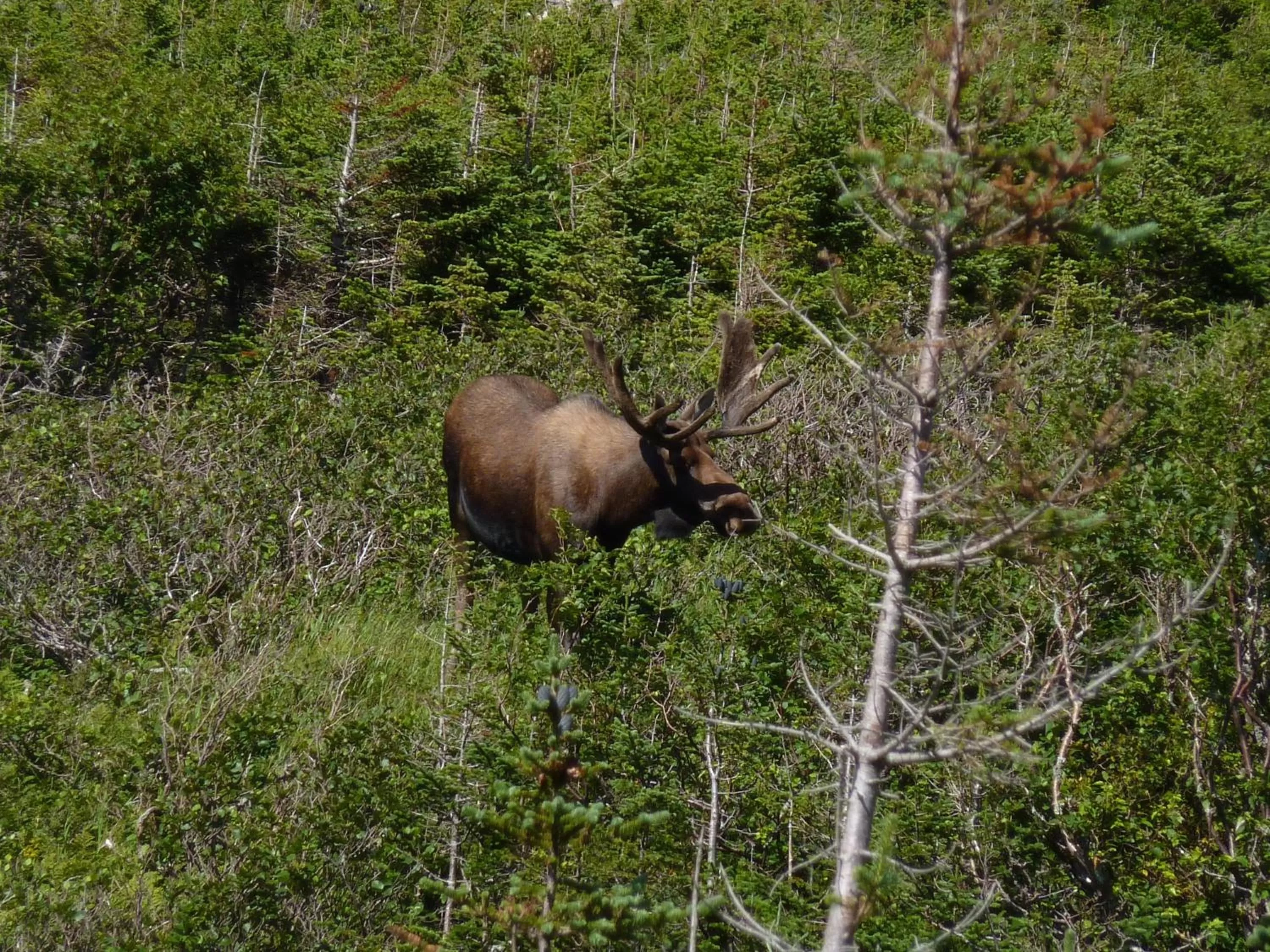 Nearby landmark in Deer Lake Horizon Hotel