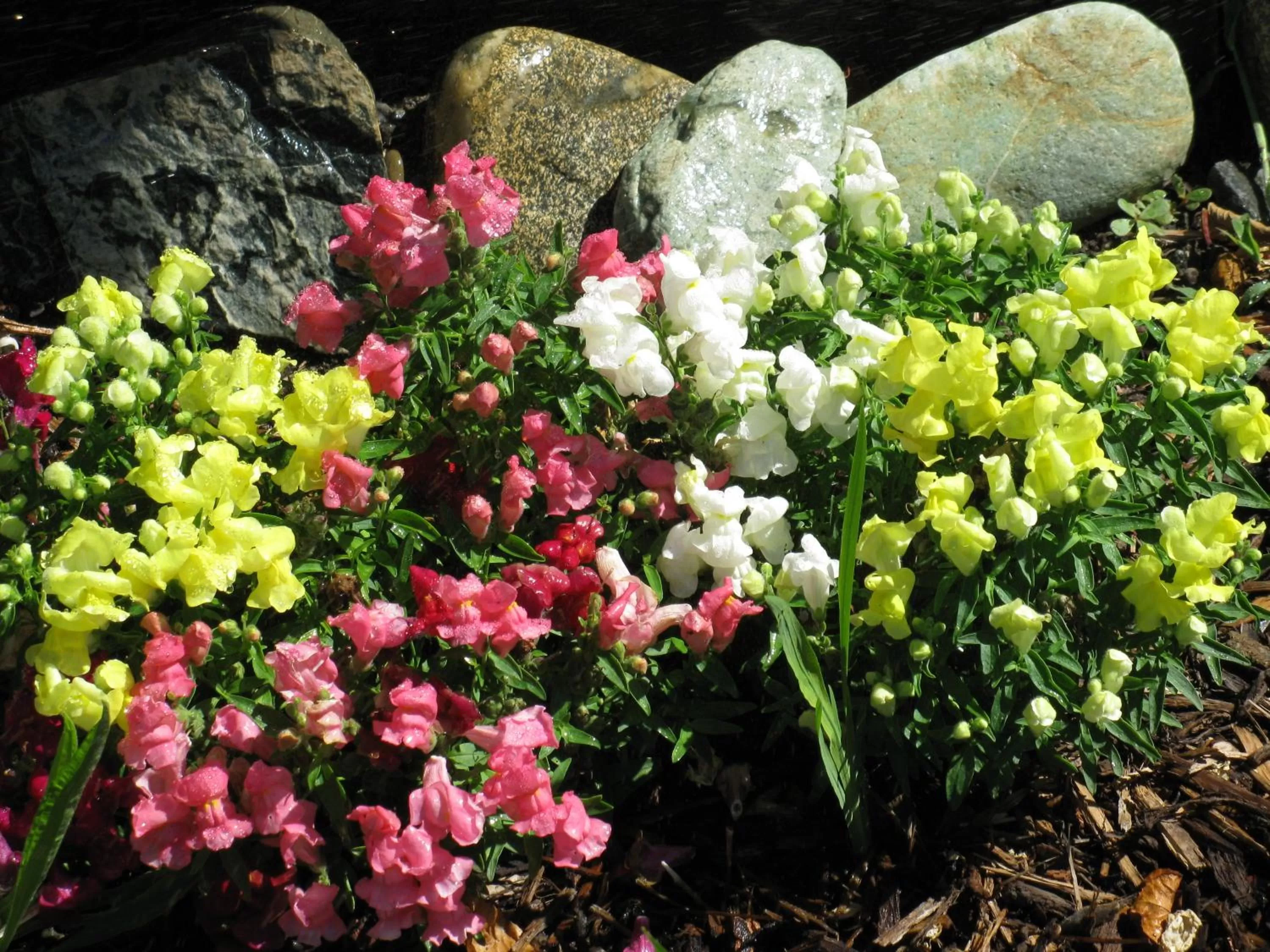 Decorative detail in Forest Lodge Motel