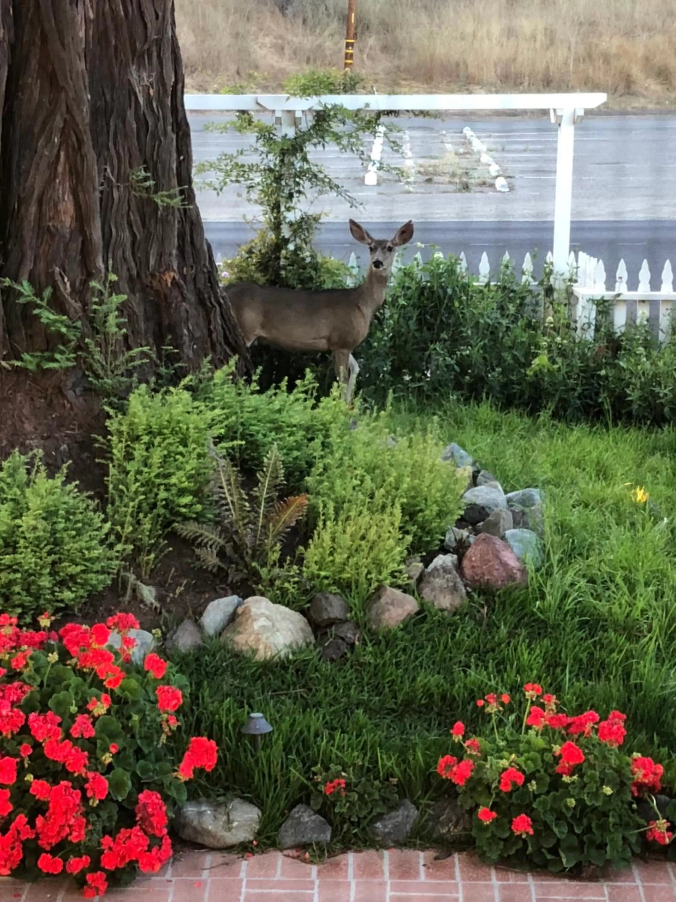 Olallieberry Inn Bed and Breakfast