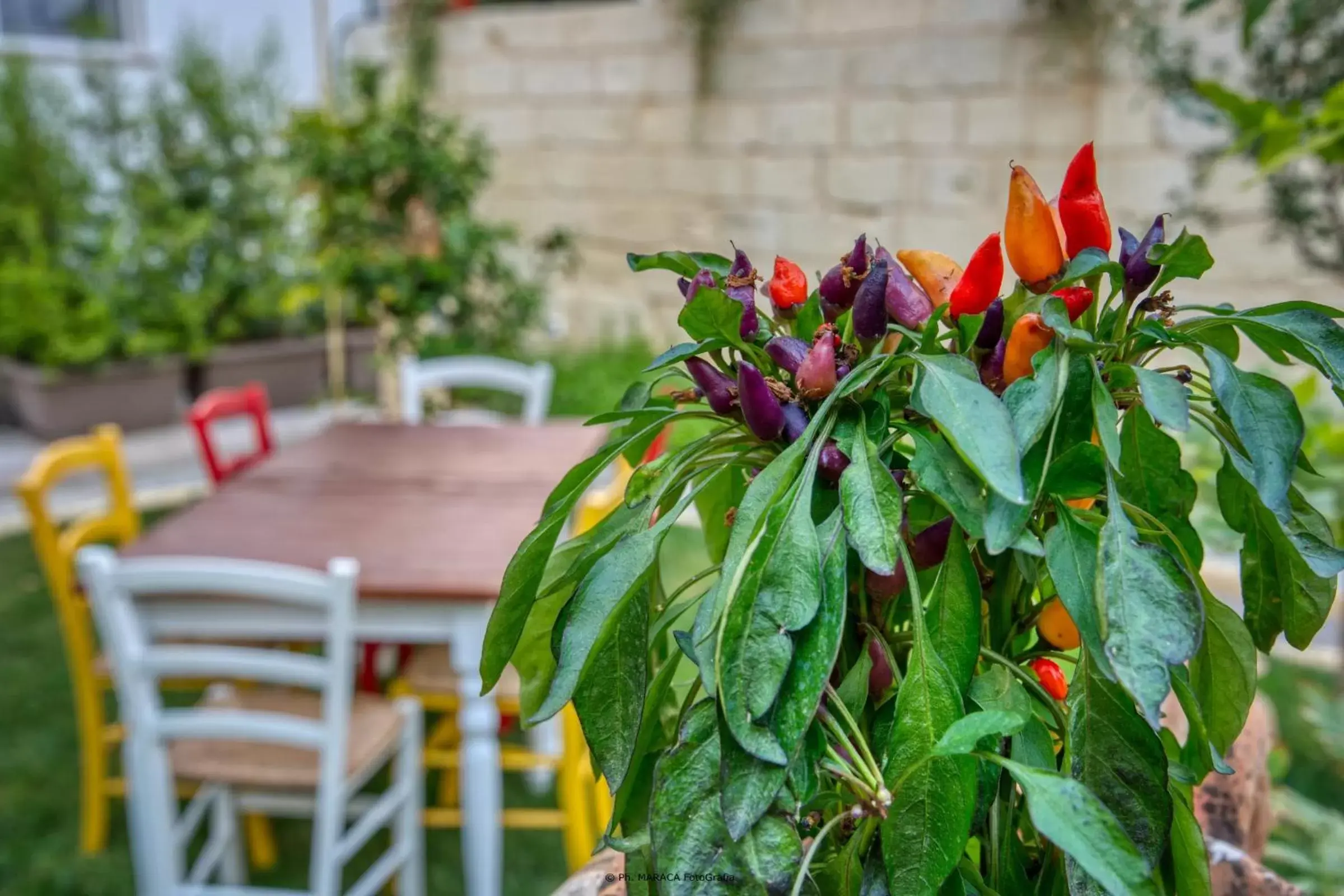 Garden in B&B Gianmarti Suite