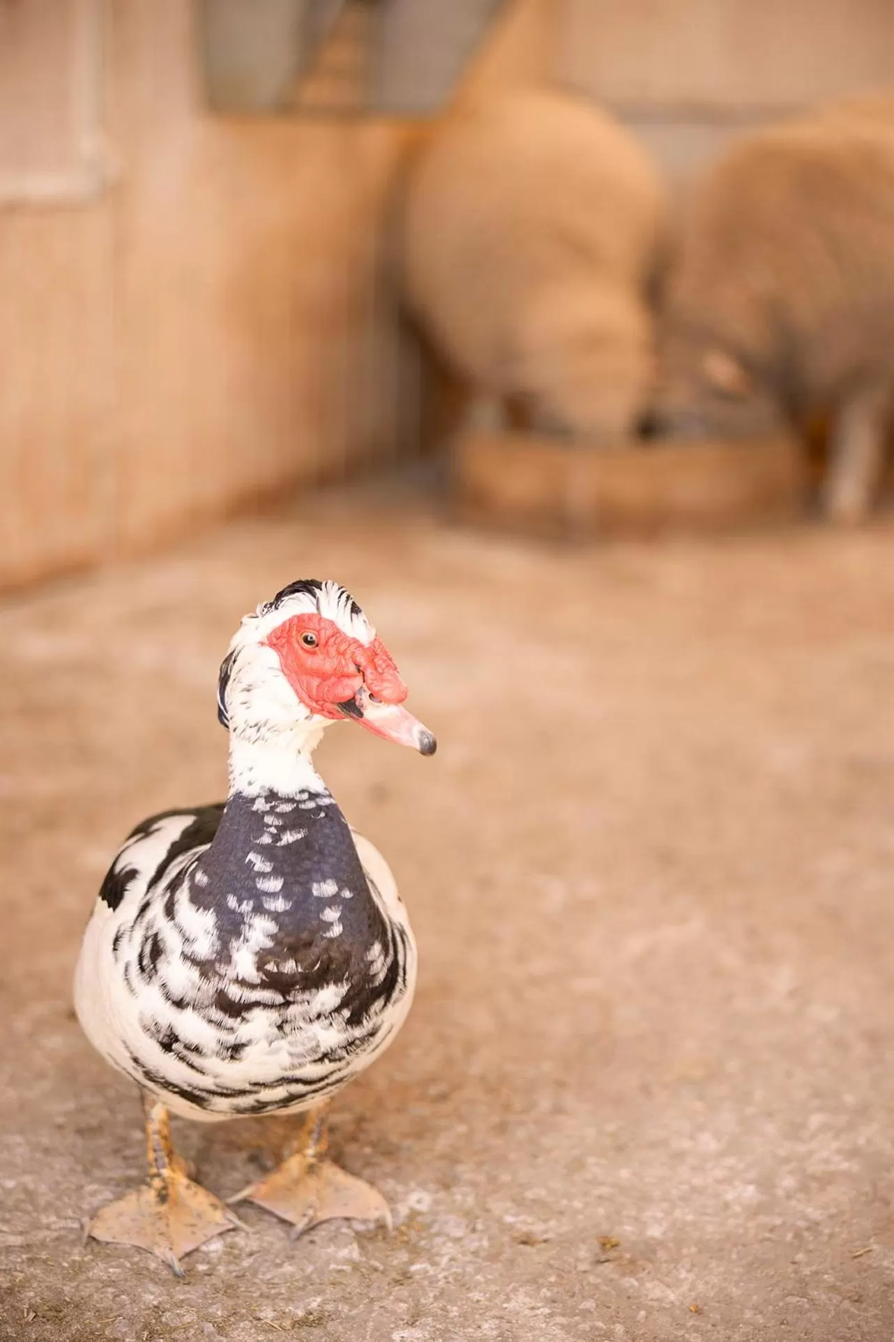 Animals in Octant Evora