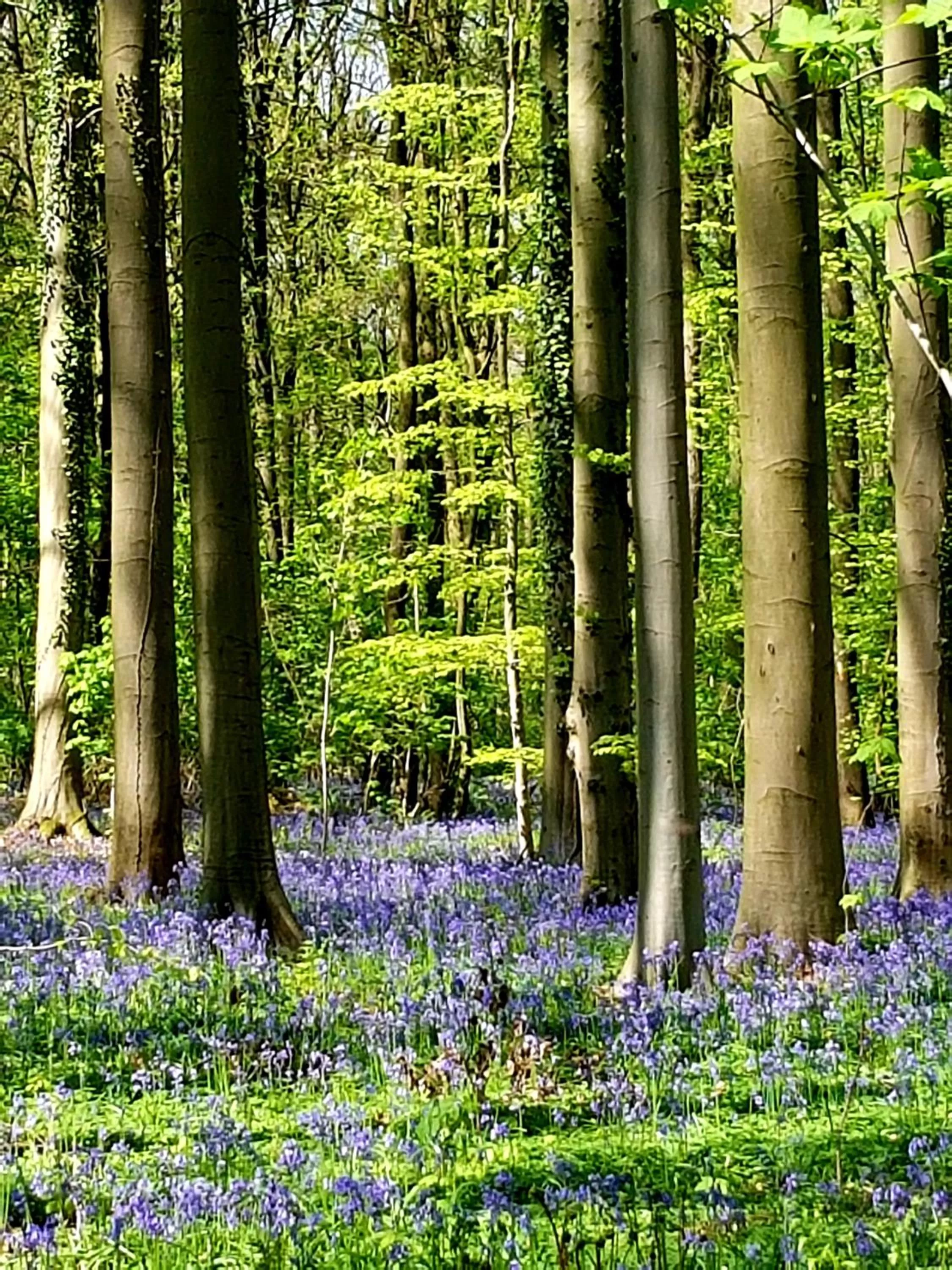 Nearby landmark in B&B prince d’Orange Waterloo