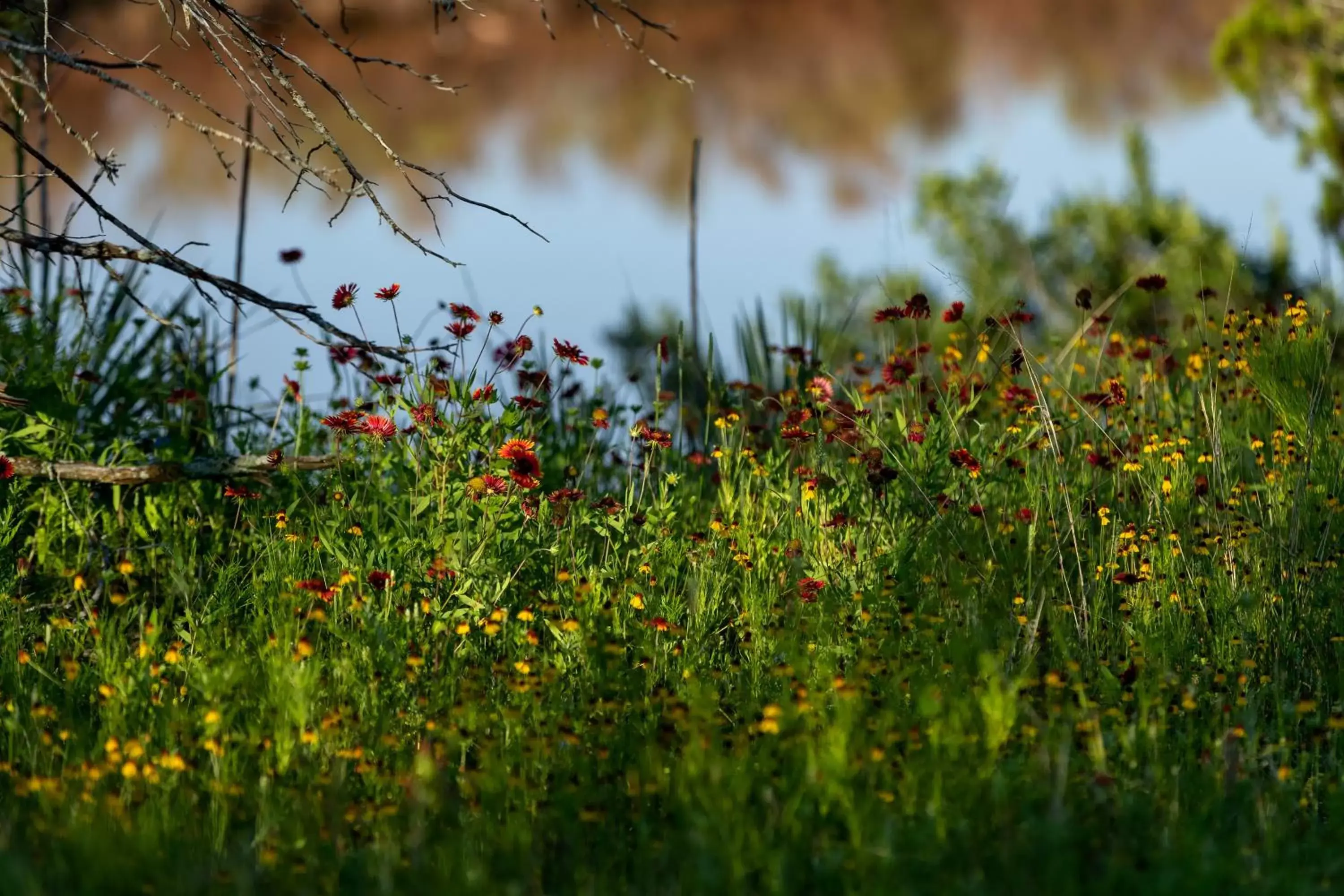 Spring, Natural Landscape in Wildcatter Ranch and Resort