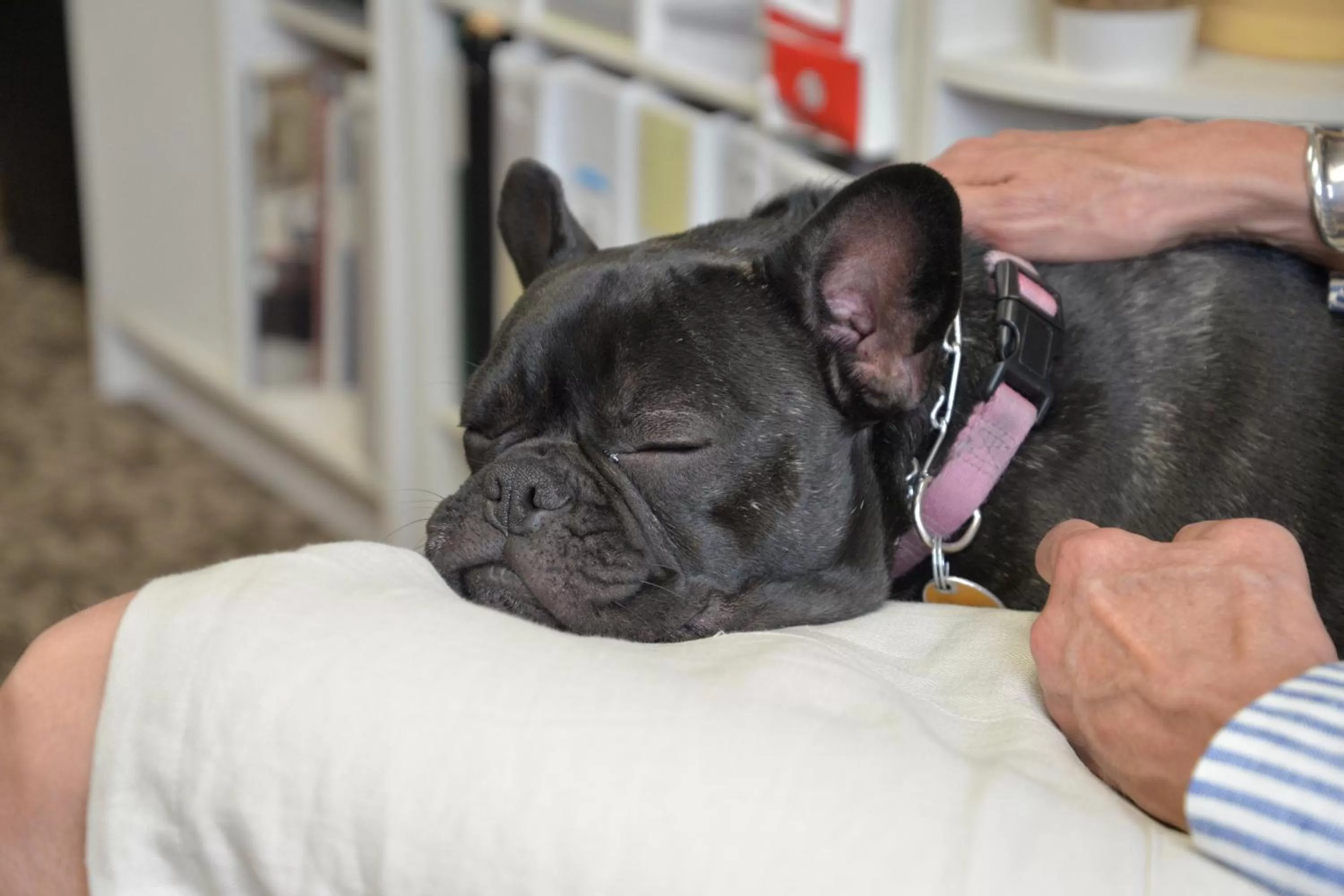 Pets in Riversage Billings Inn