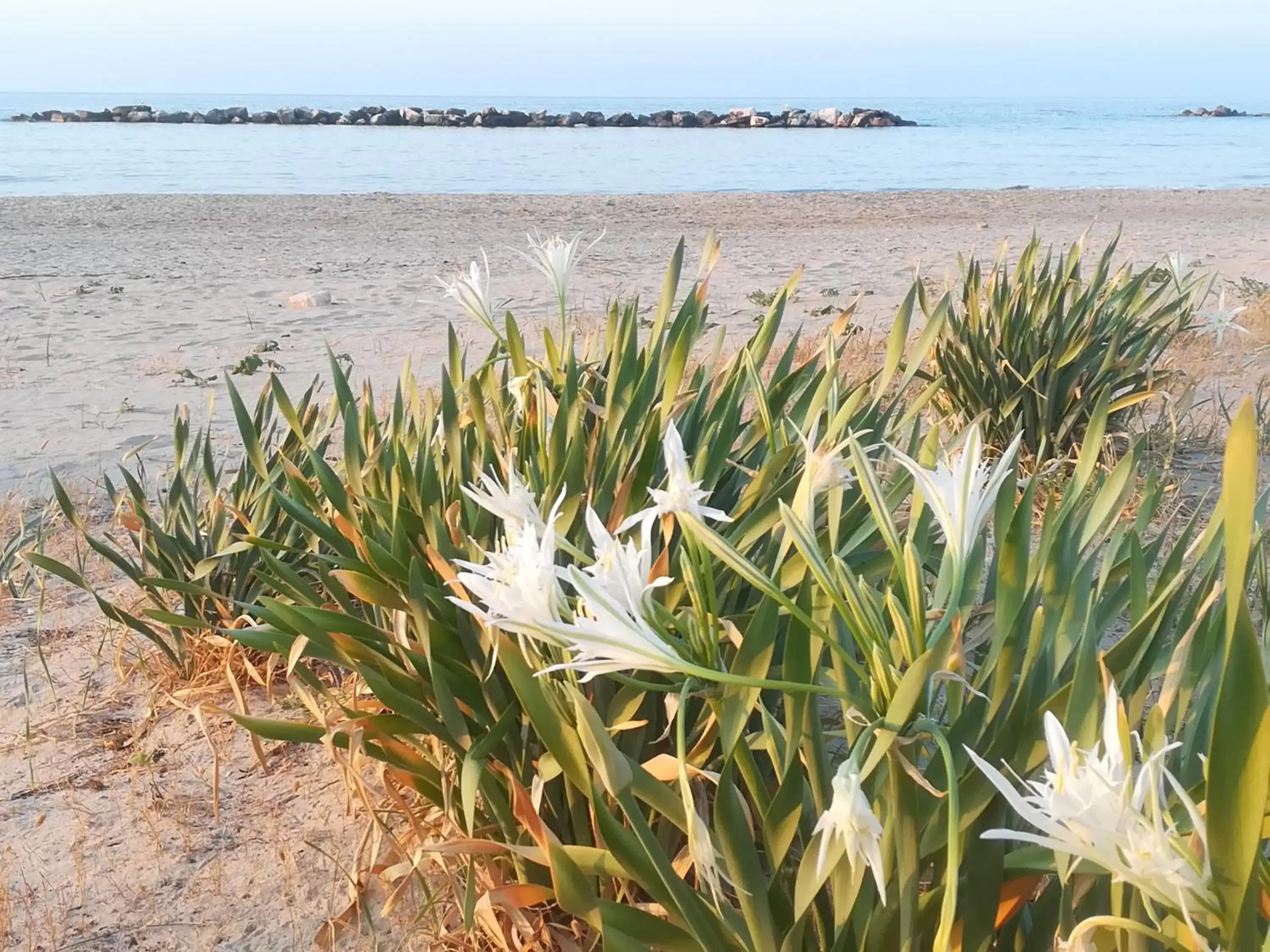 Beach in B&B Falcone