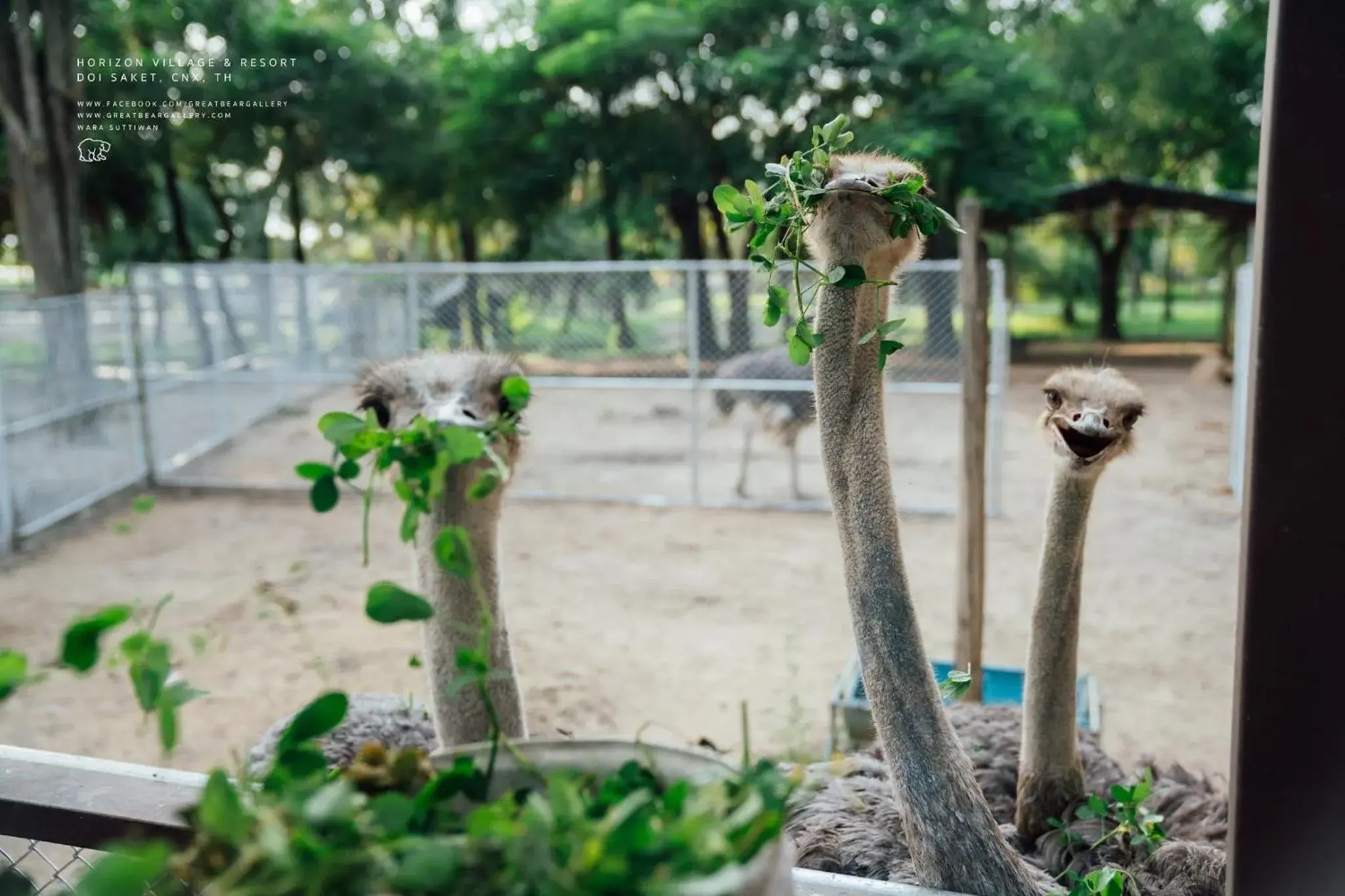 Garden, Other Animals in Horizon Village & Resort SHA Plus