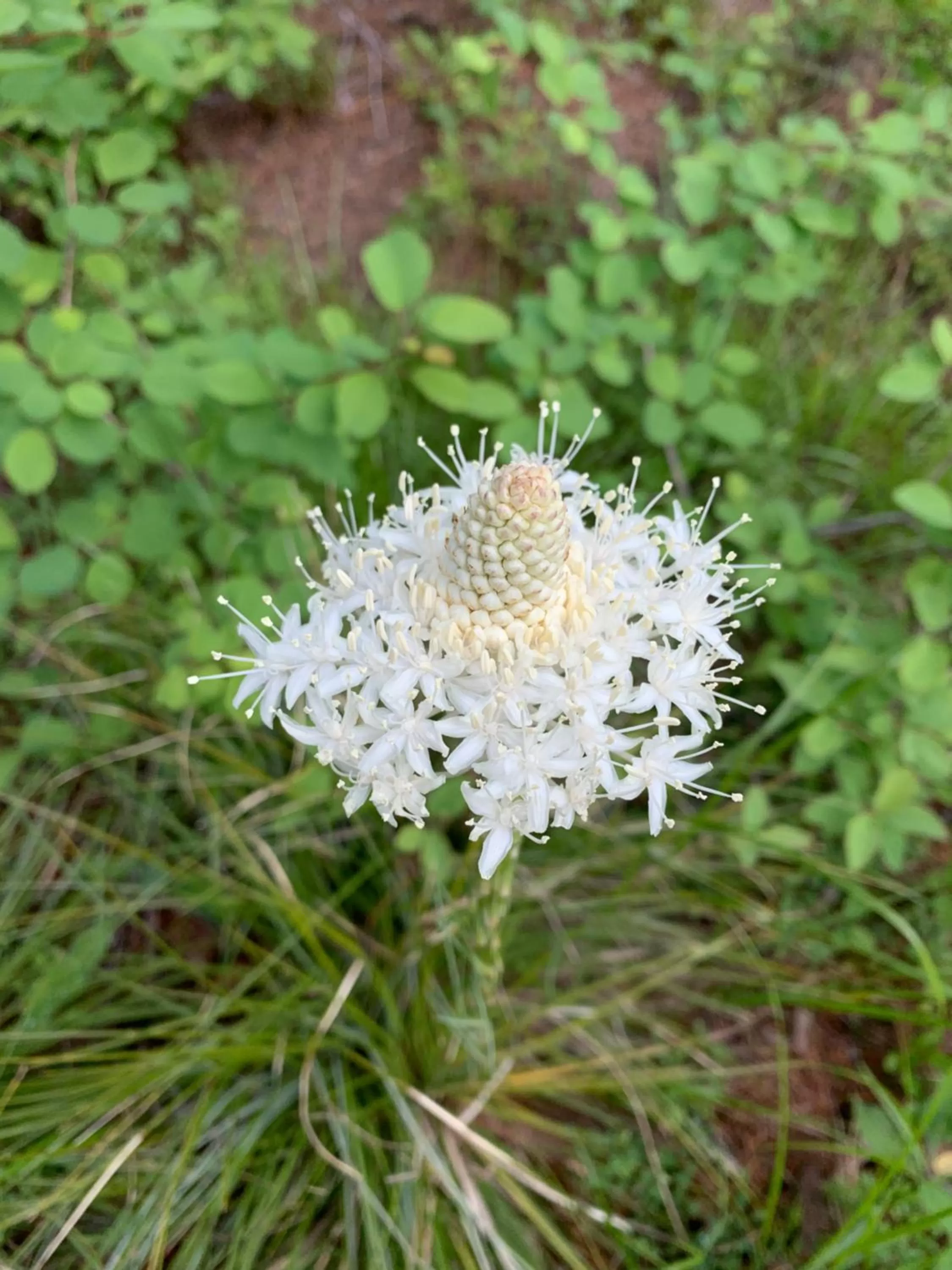 Natural landscape, Other Animals in Glacier Haven Inn