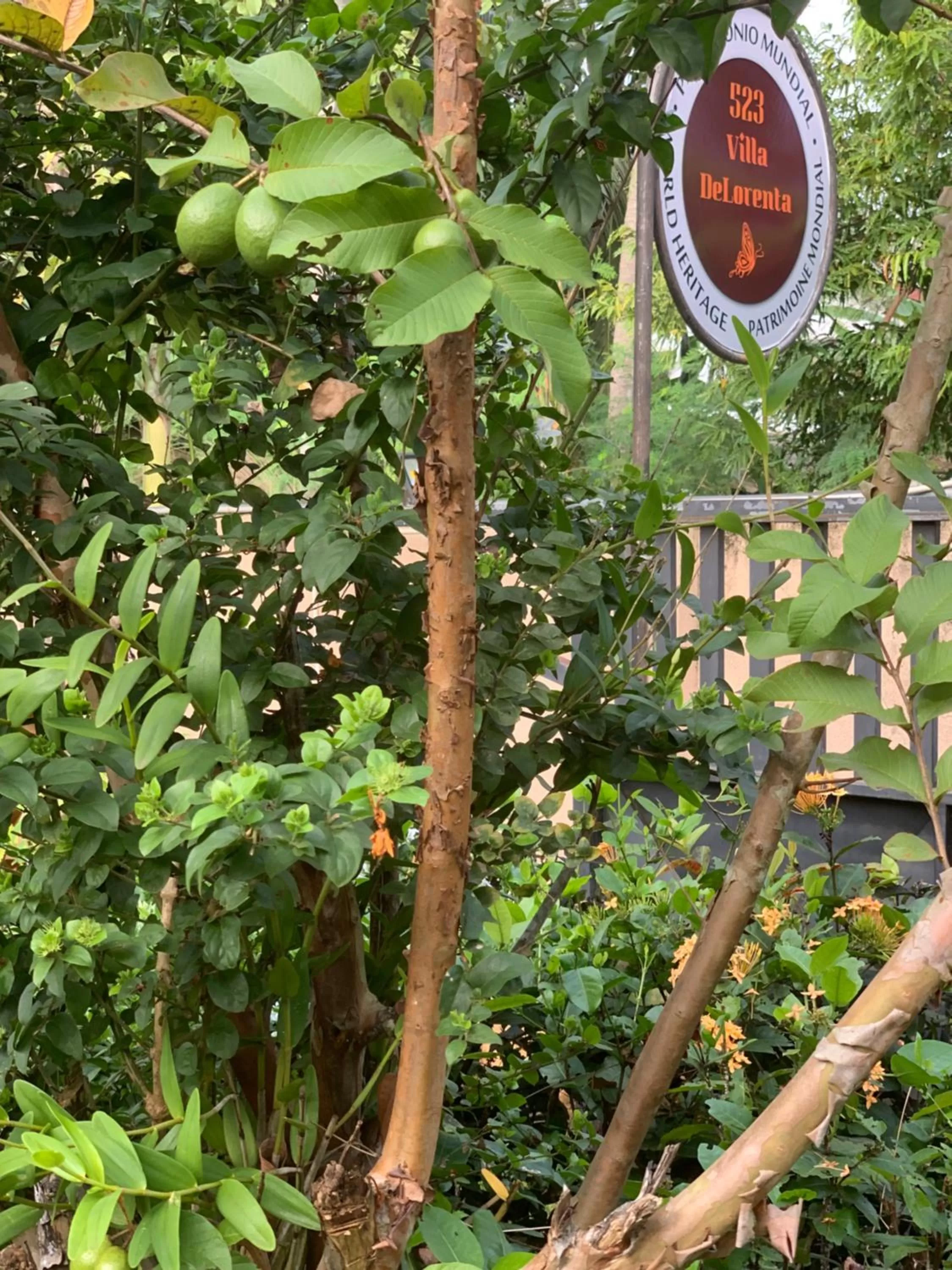 Garden in Villa DeLorenta