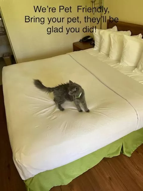 Bed in Days Inn by Wyndham Asheville West