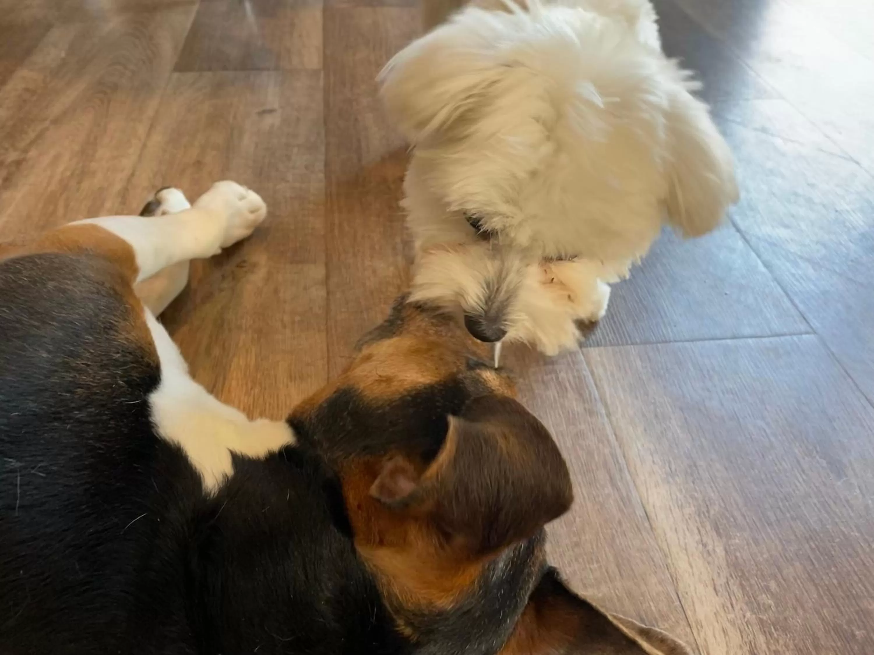 Pets in Margaréta Garden & SPA