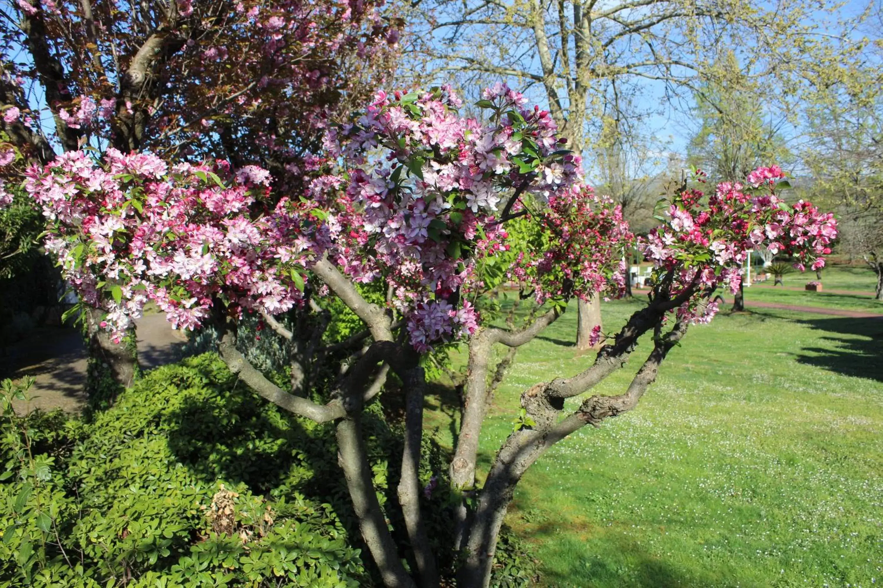 Garden in B&B Villa Sbaraglia