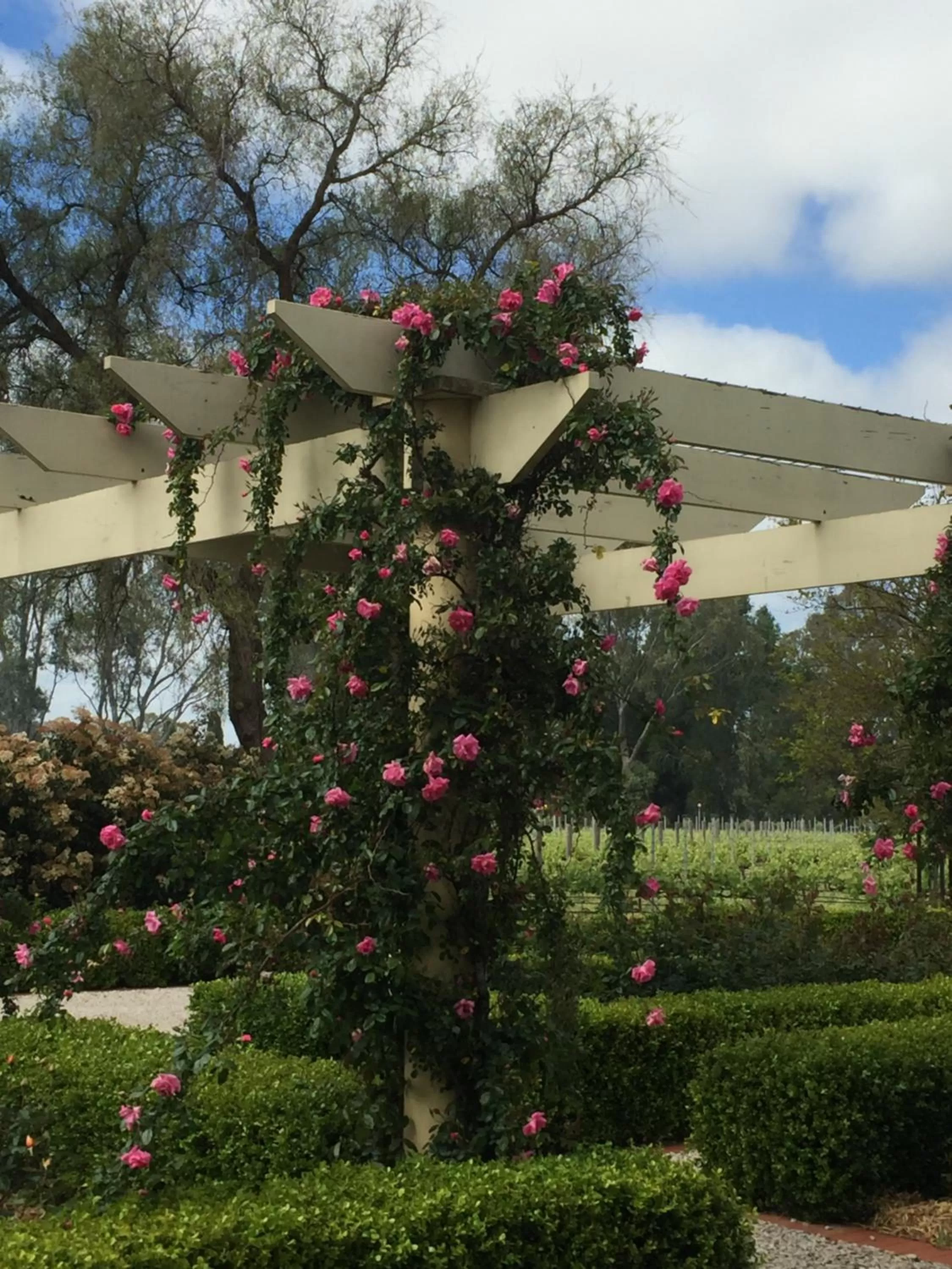 Garden view in Barossa House