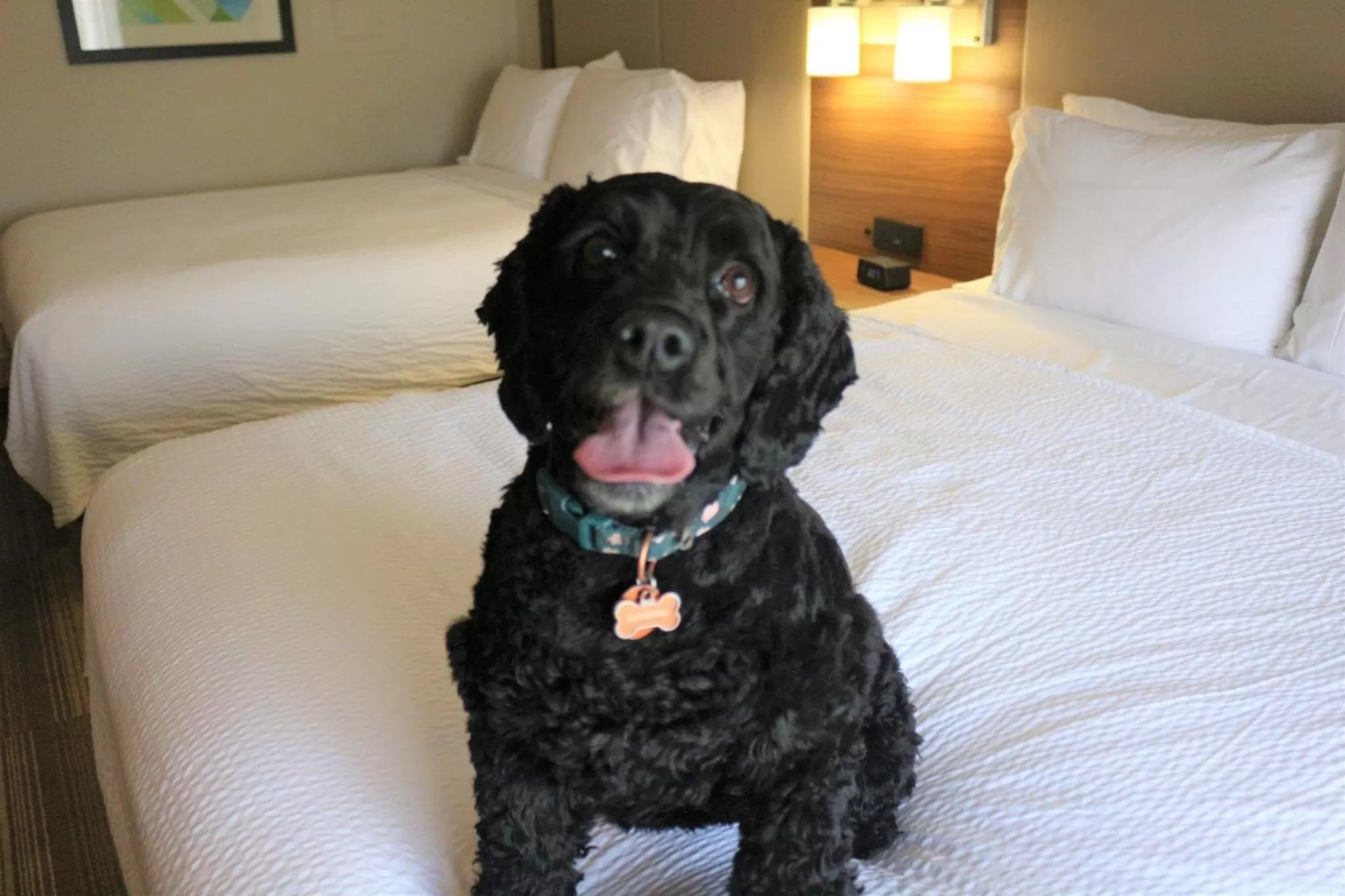 Lobby or reception, Bed in Holiday Inn Express & Suites Albuquerque Historic Old Town by IHG