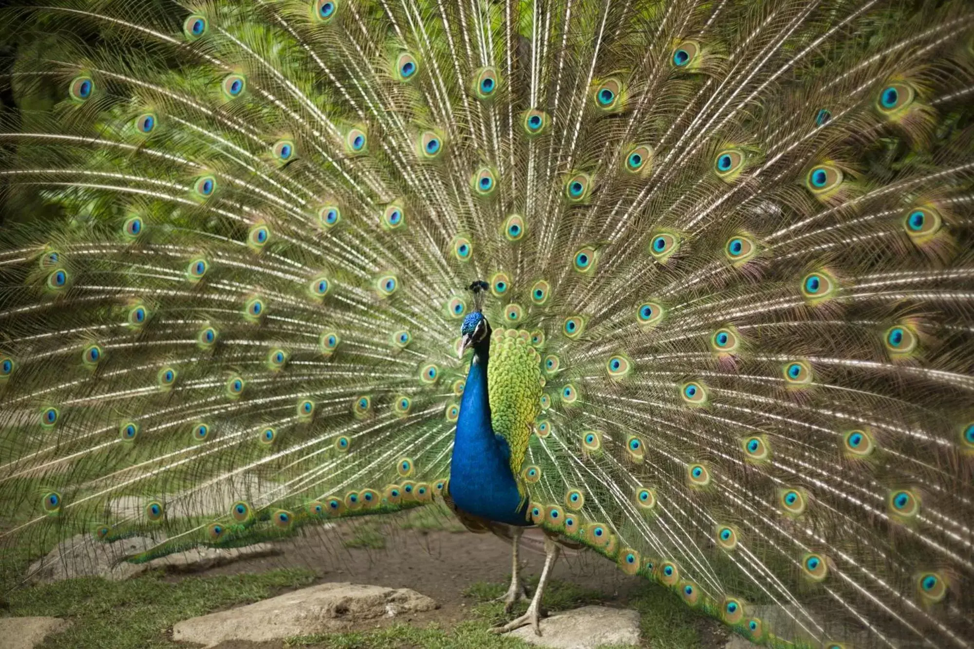 Garden, Other Animals in Hotel Marinela Sofia