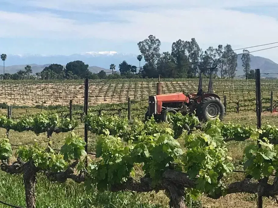 Domaine Chardonnay