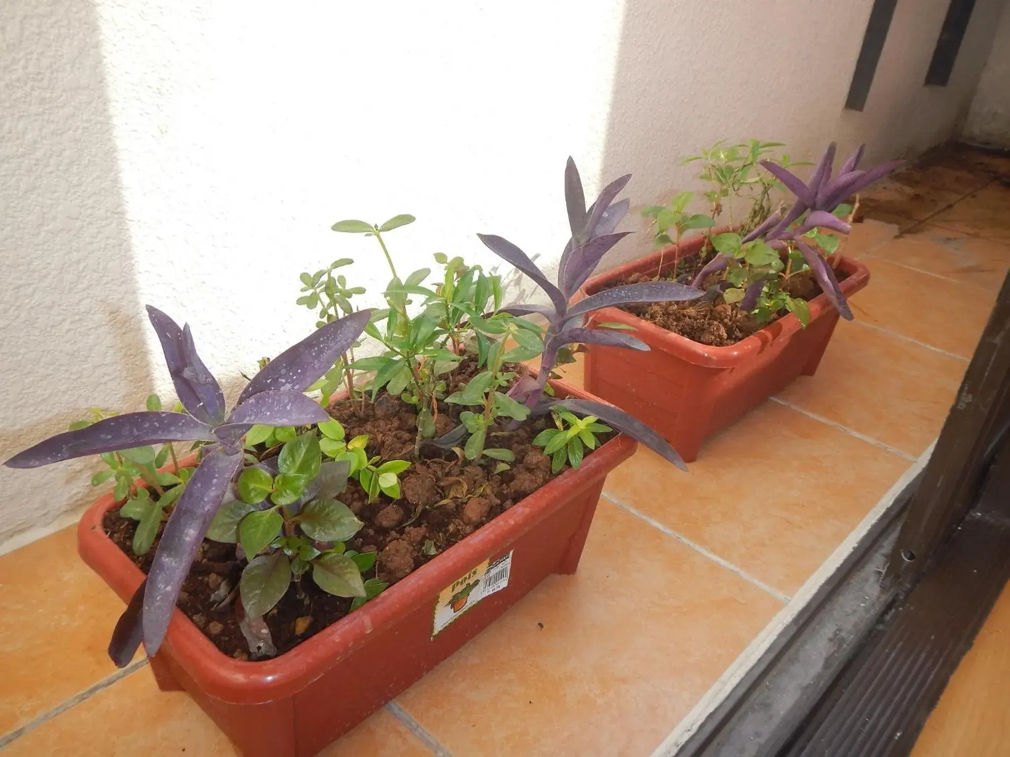 Balcony/Terrace in One Oasis Condotel Balcony/Terrace in One Oasis Condotel