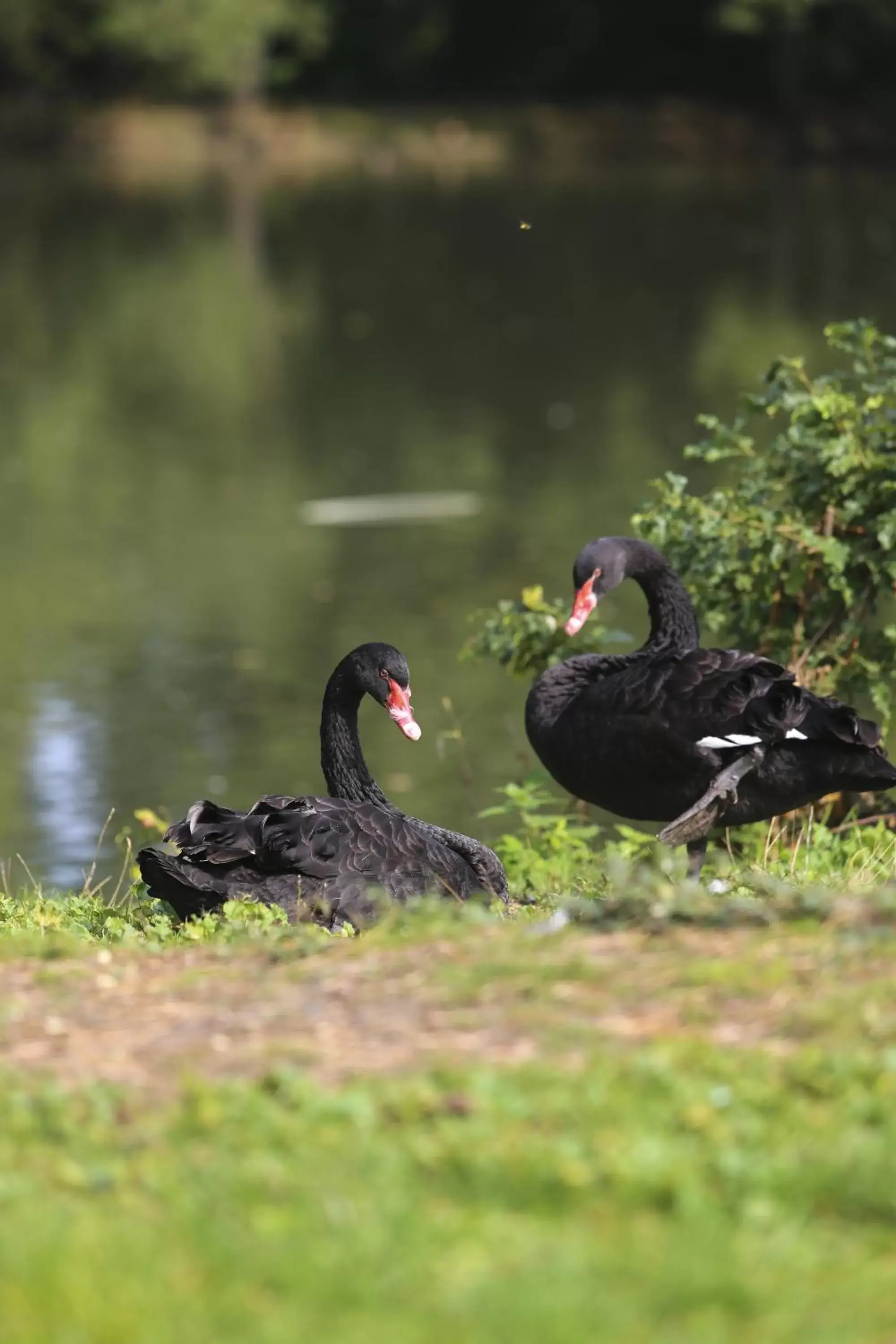 Pets, Other Animals in Worplesdon Place Hotel