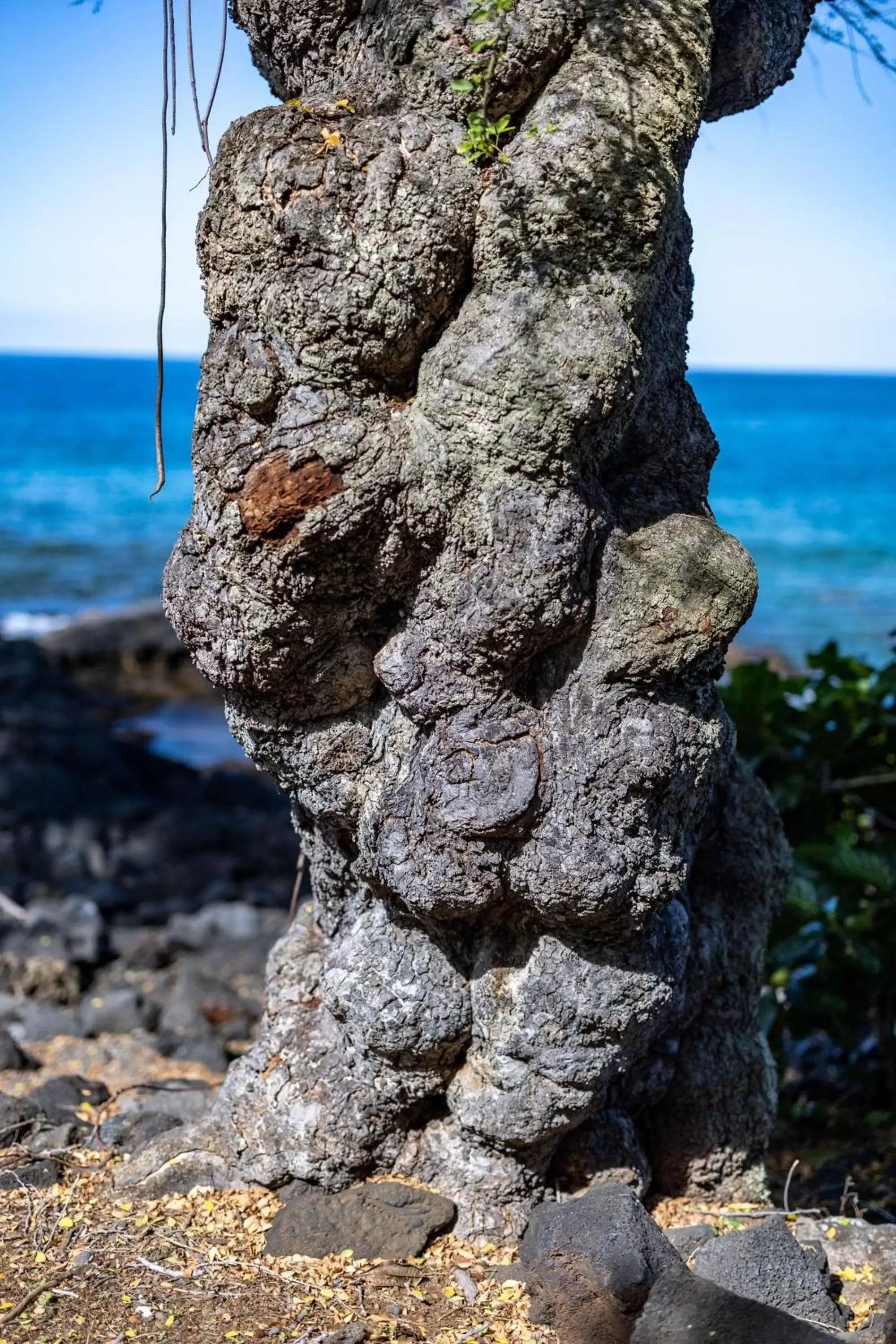 Property building in Outrigger Kona Resort and Spa