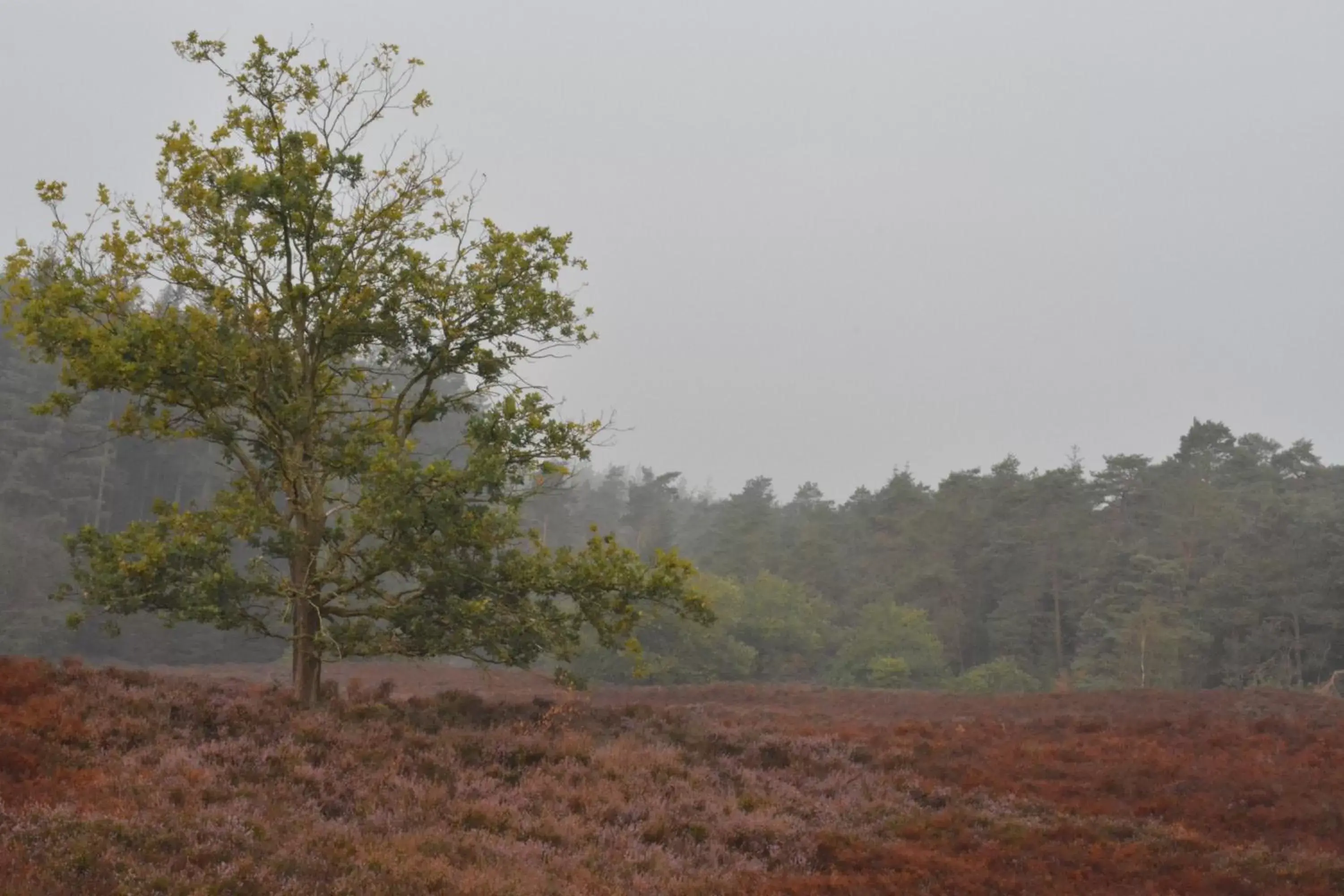 Natural Landscape in B&B De Loenense Bossen