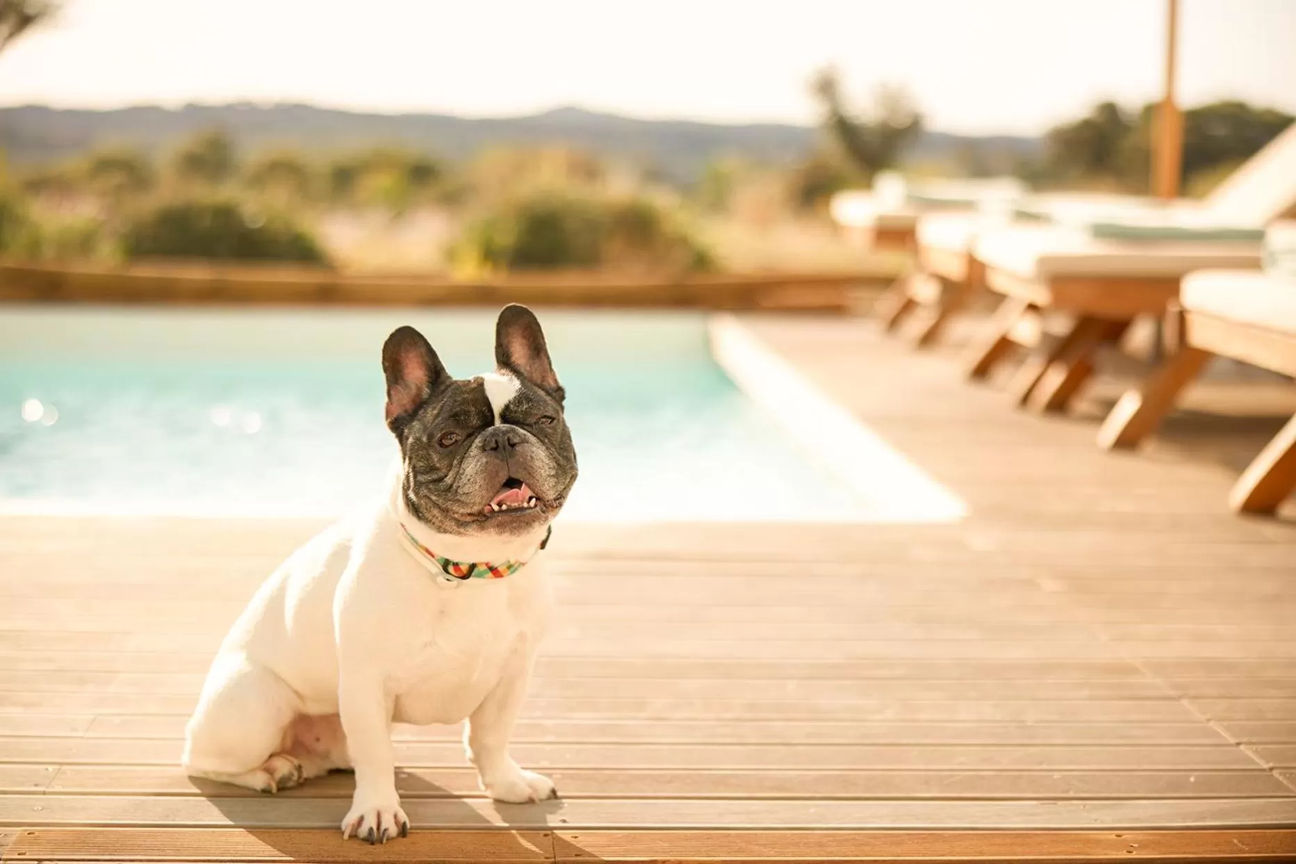 Animals in Octant Evora