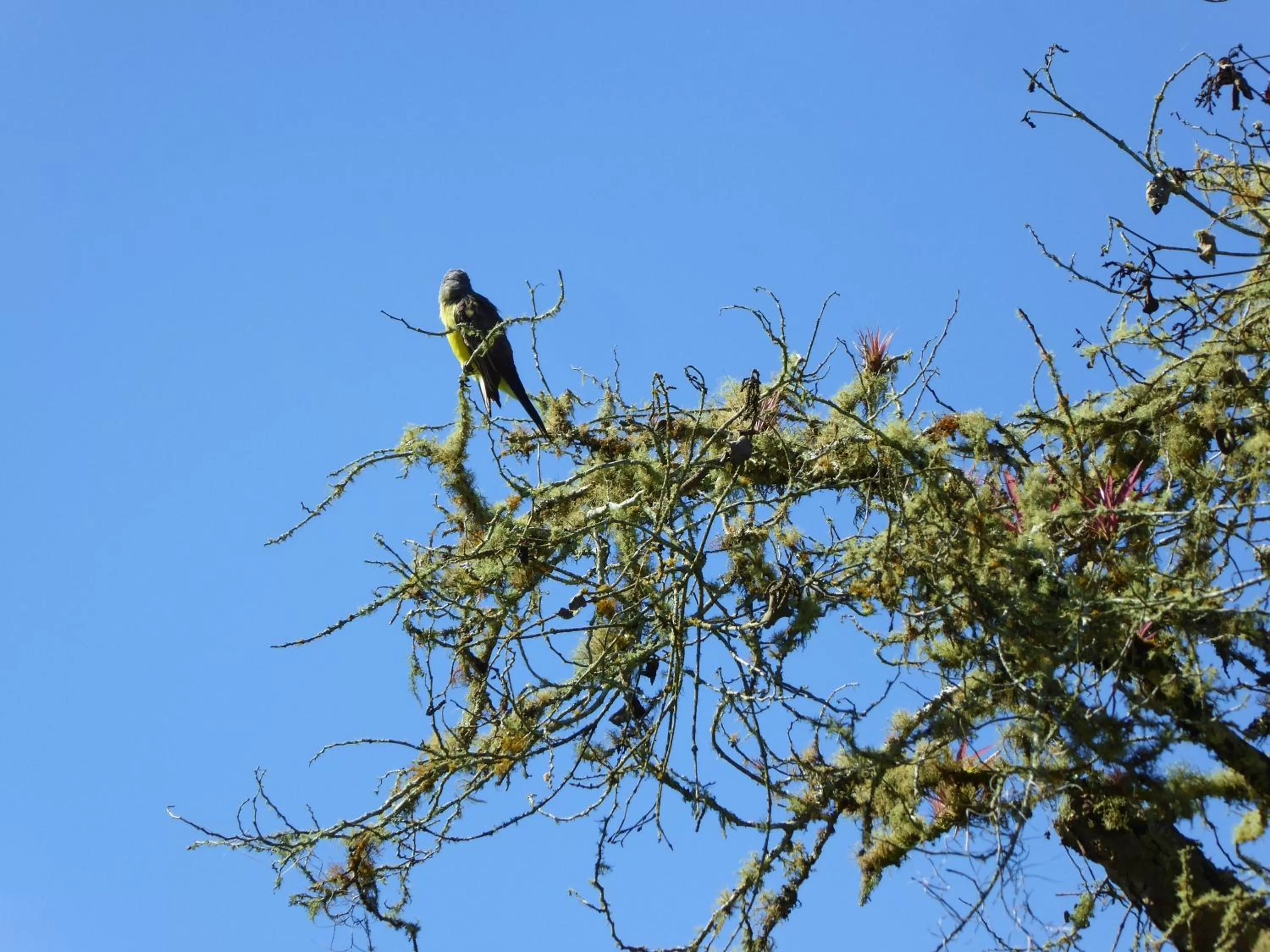 Animals in Finca El Cielo