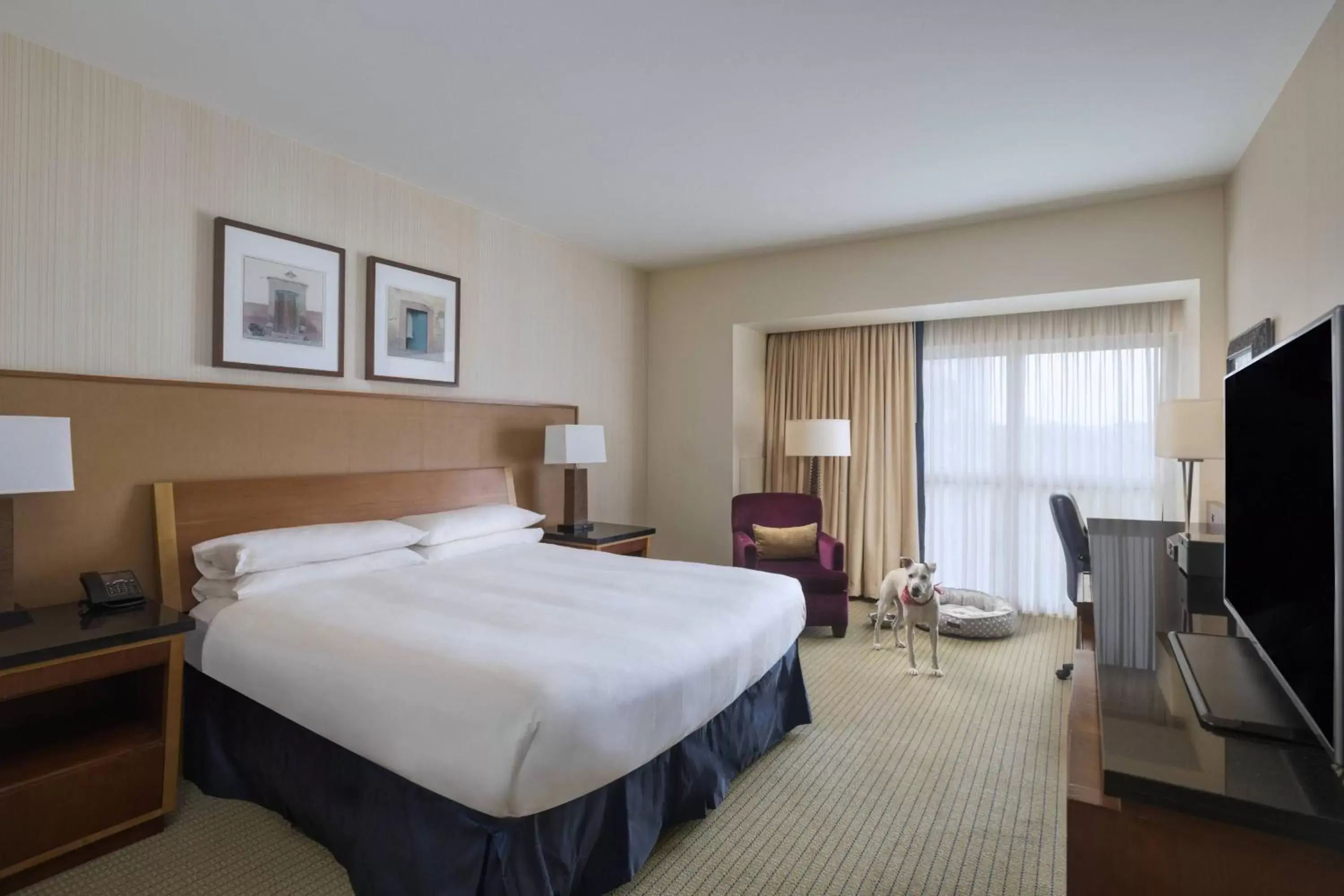 Photo of the whole room, Bed in Marriott Dallas/Fort Worth Westlake