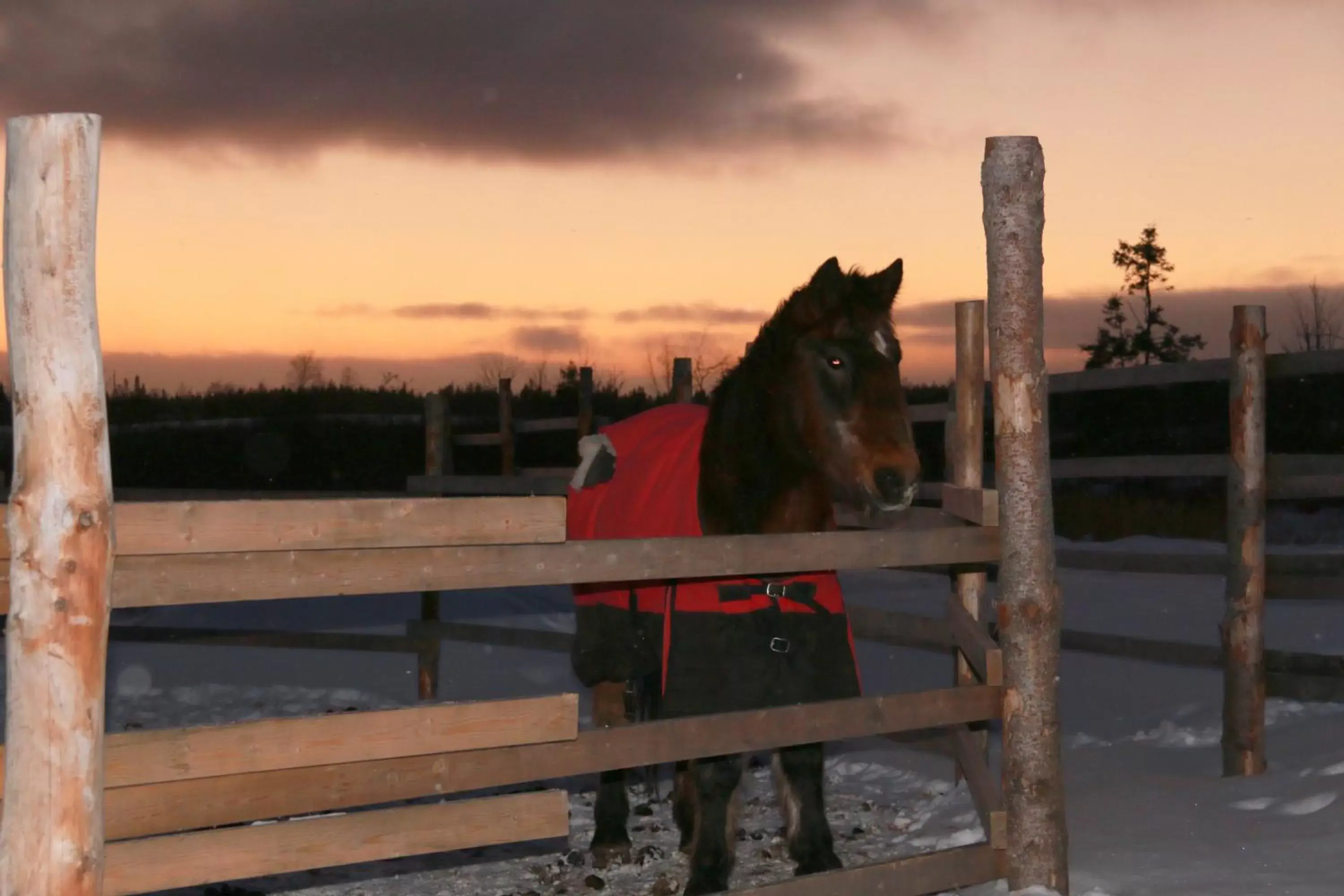 Area and facilities, Other Animals in Holiday Inn Express Deer Lake, an IHG Hotel