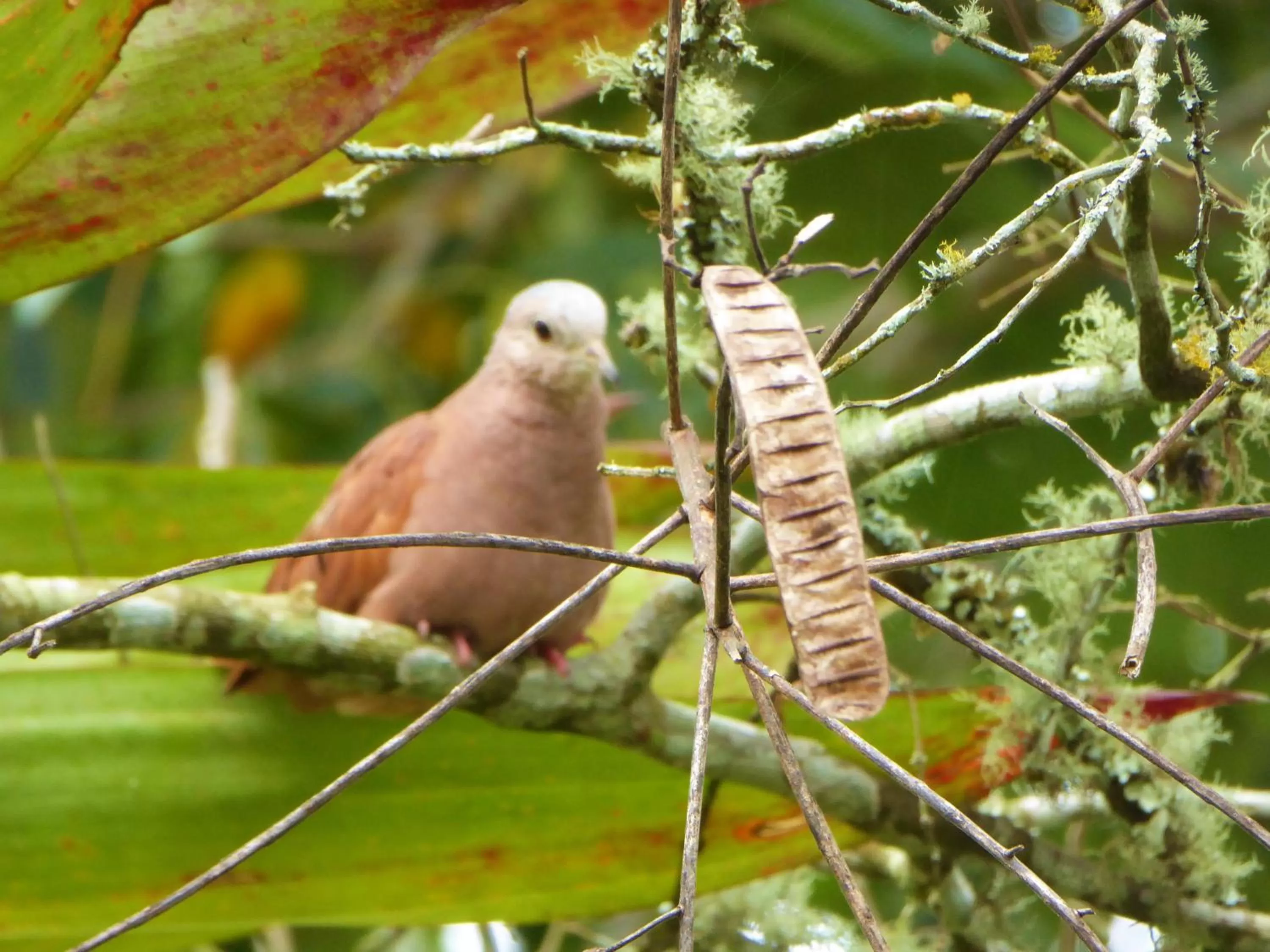 Animals in Finca El Cielo