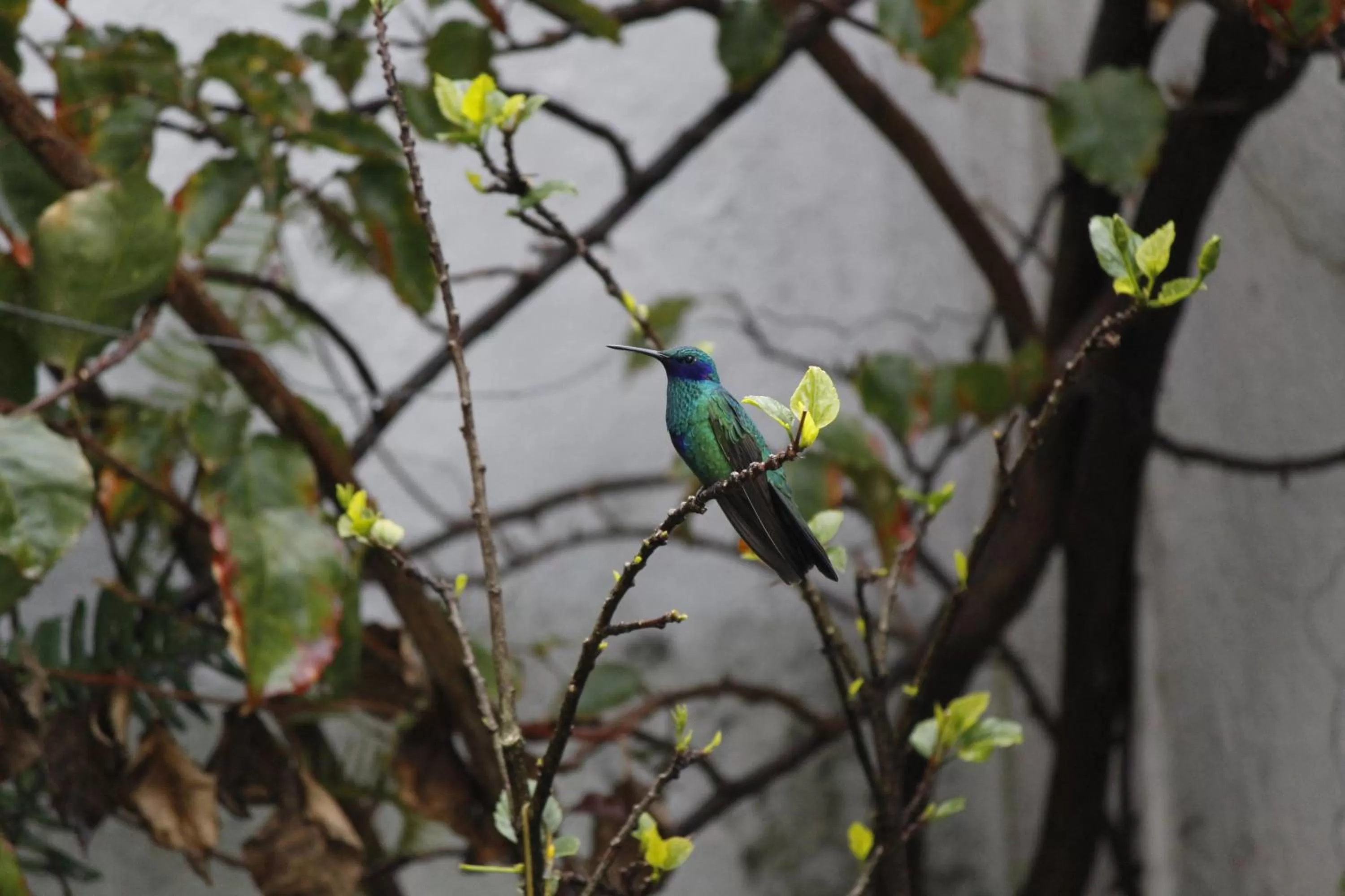 Garden in Suites Metropoli