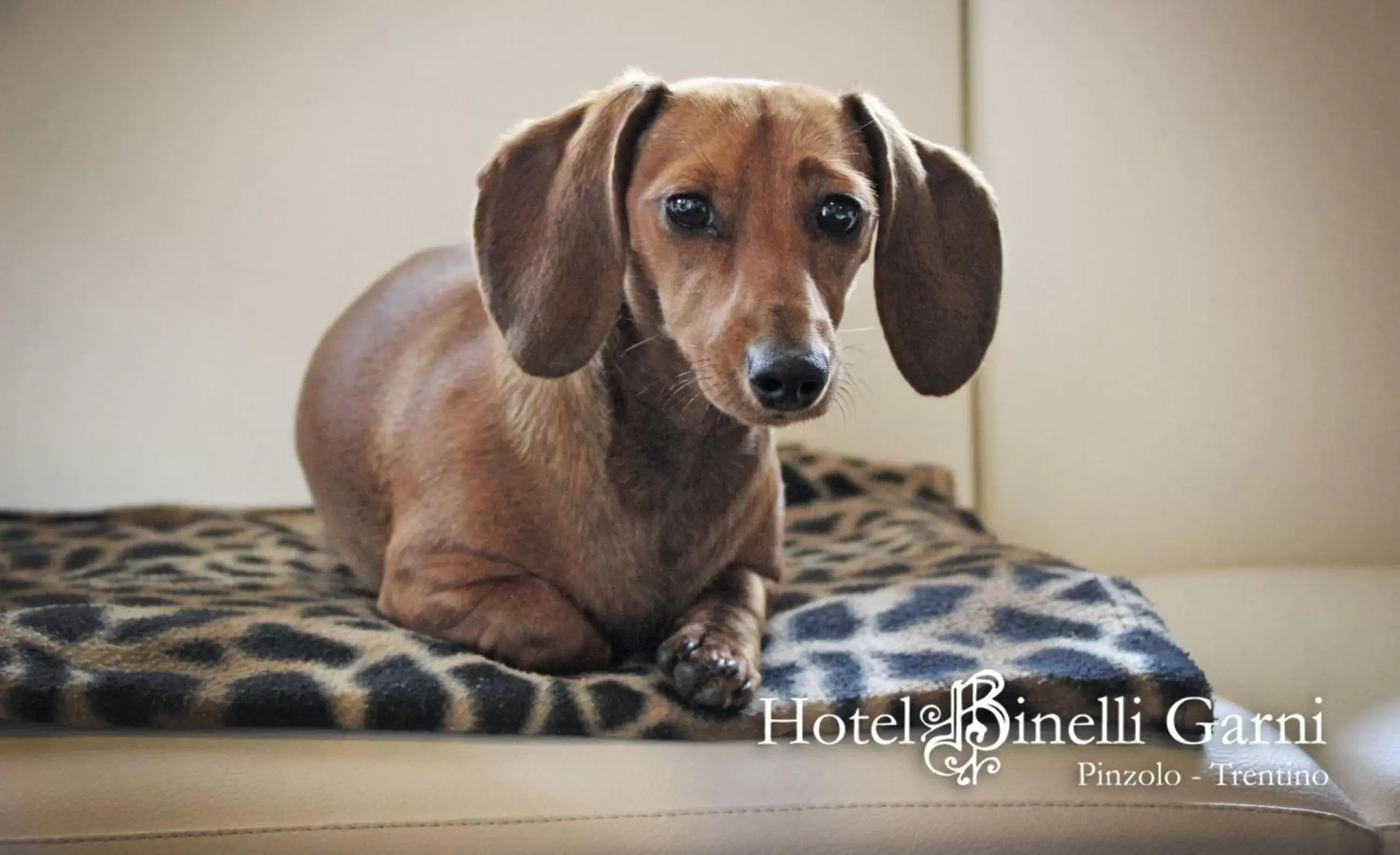 Pets in Hotel Binelli
