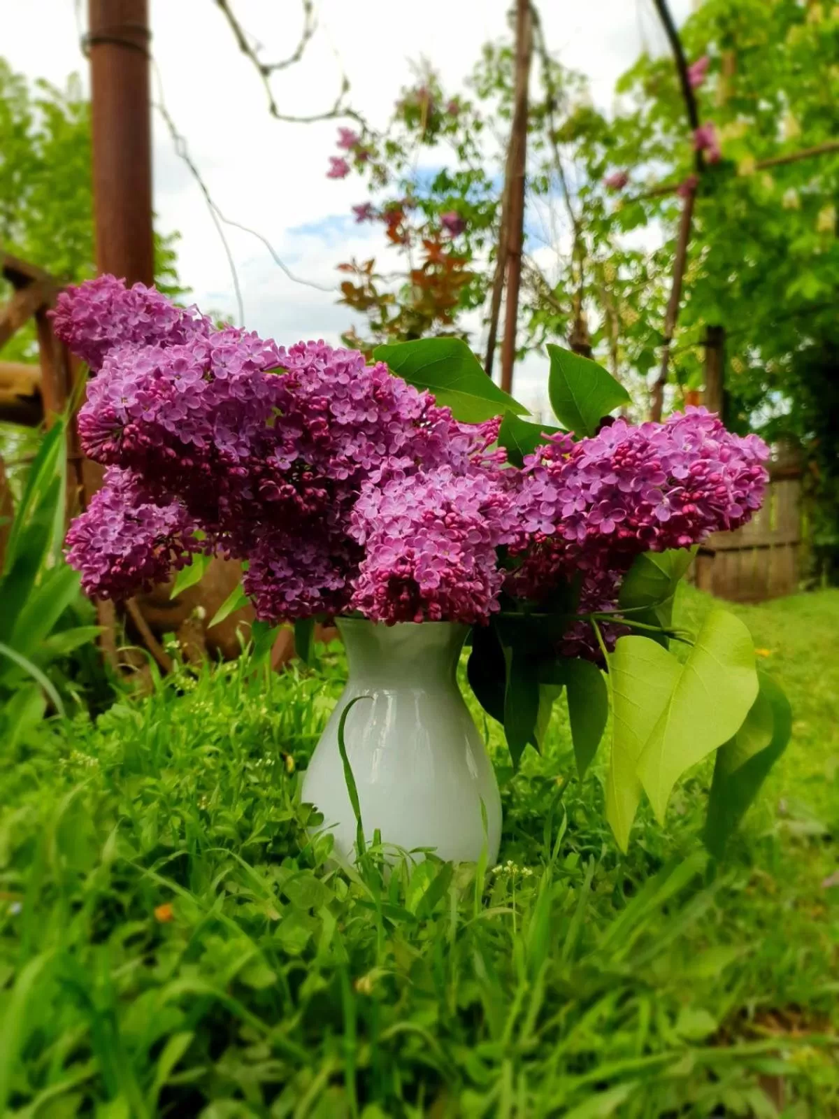 Spring in Guest House Ijevan's Garden