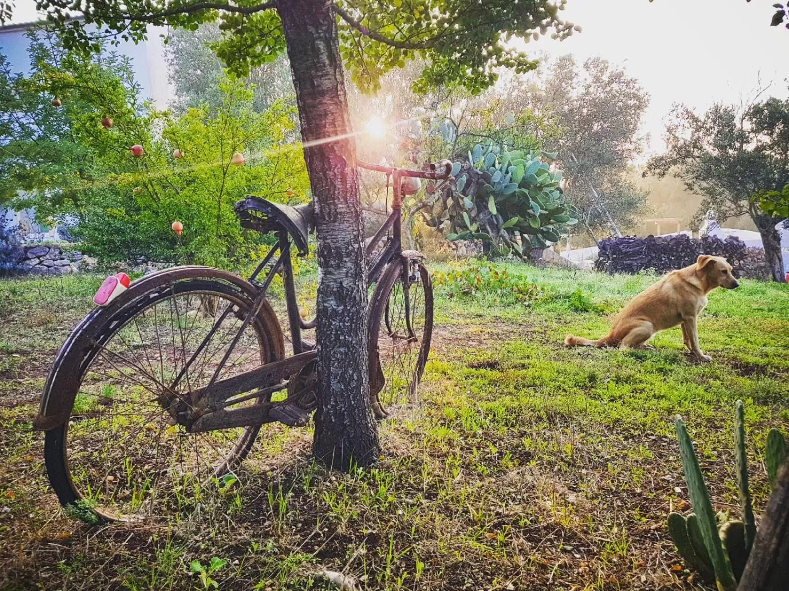 Garden in B&B Giovannarolla Green House