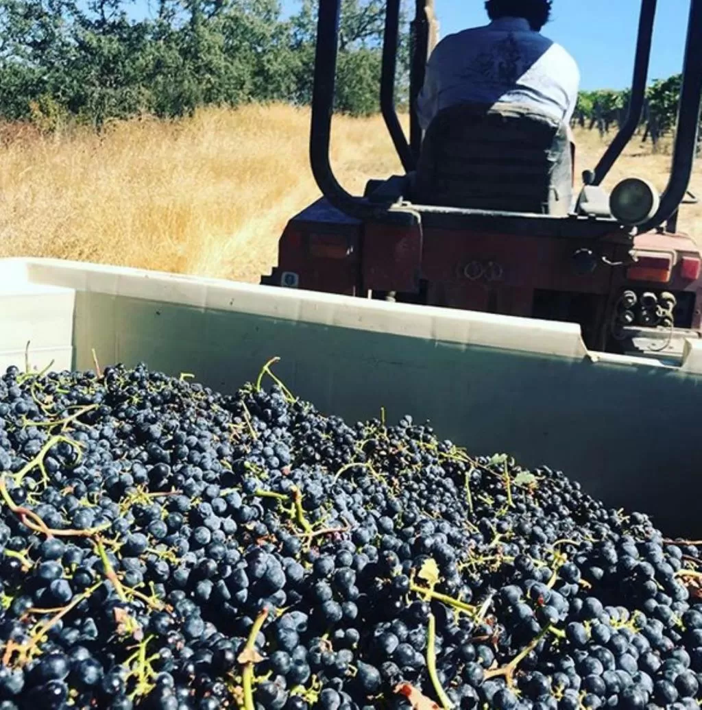 The Eden House Vineyard