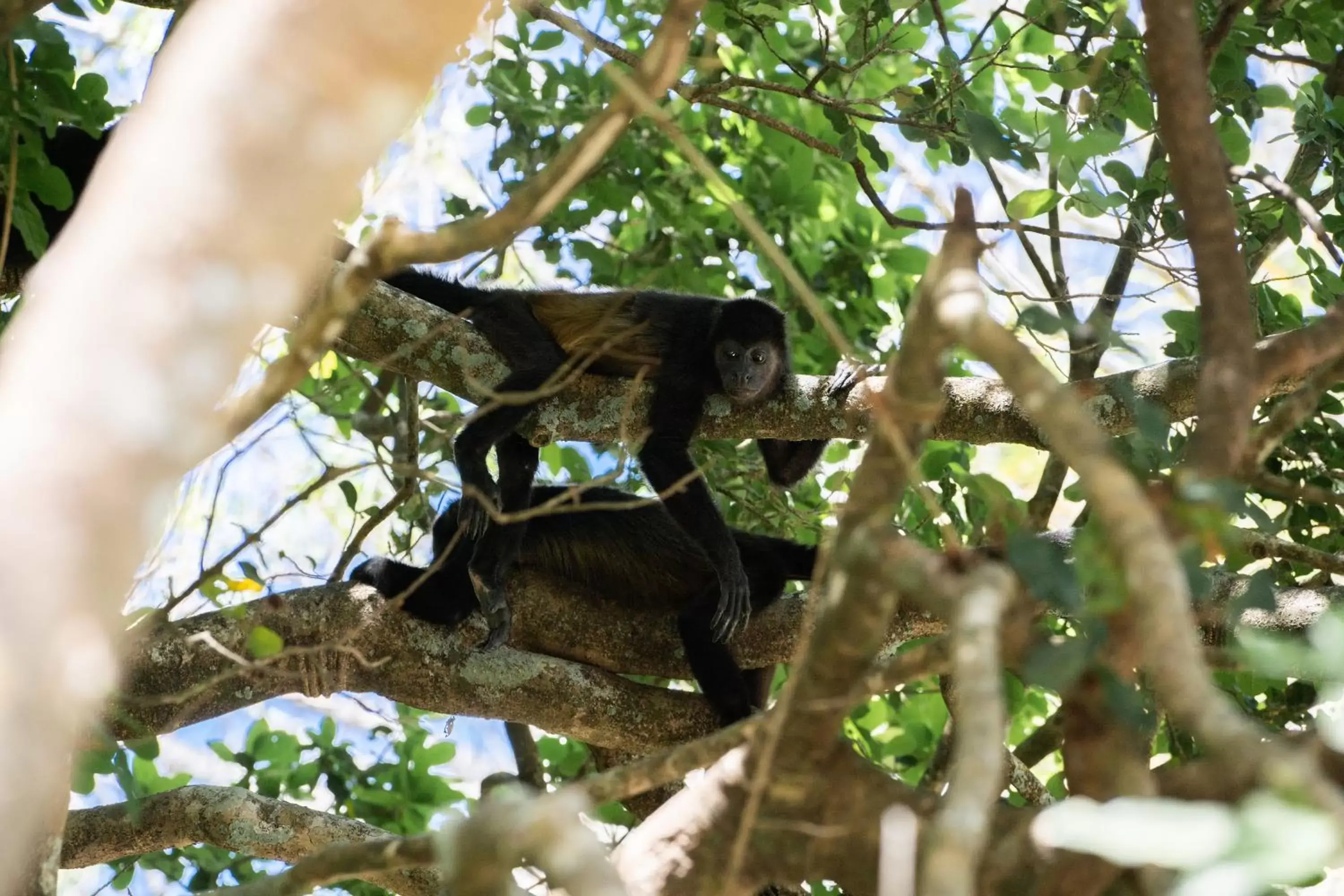 Other Animals in Antema Lodge Secteur Tamarindo, piscine, yoga, gym, jungle et paix