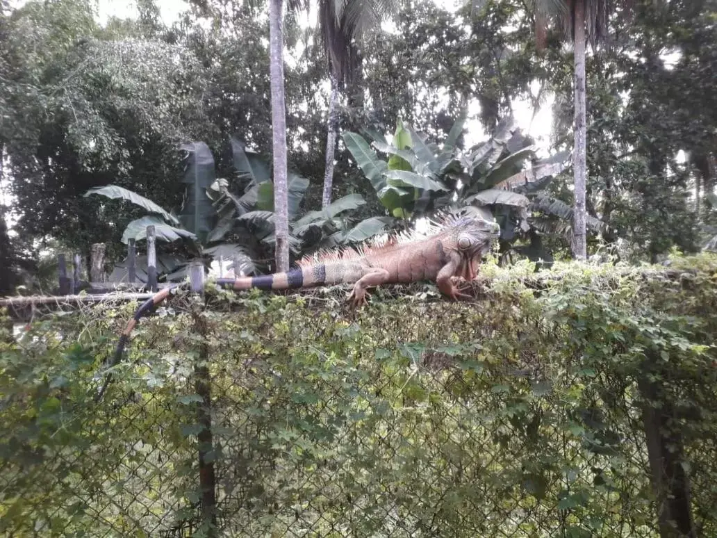 Other Animals in Iguanitas Lodge