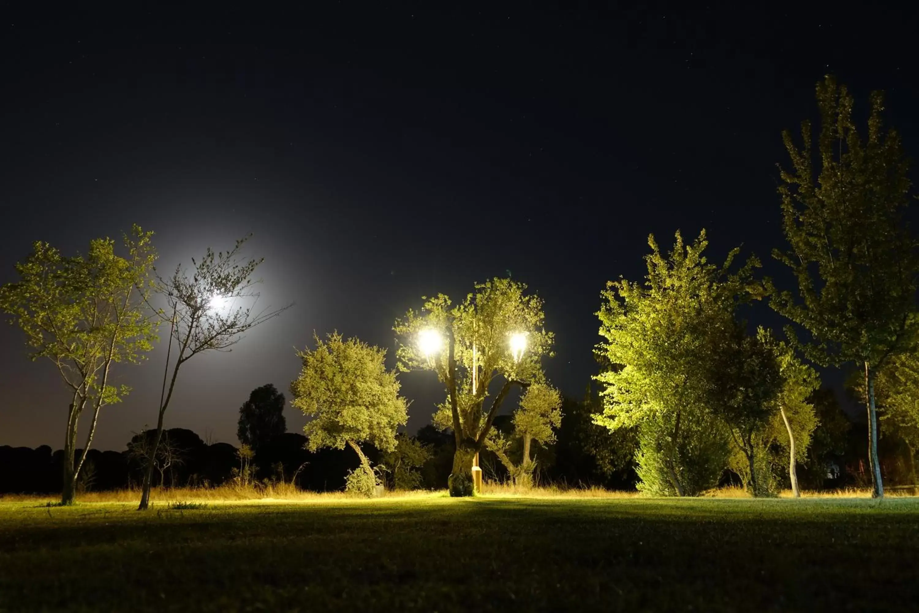 Night, Garden in Ardea Purpurea