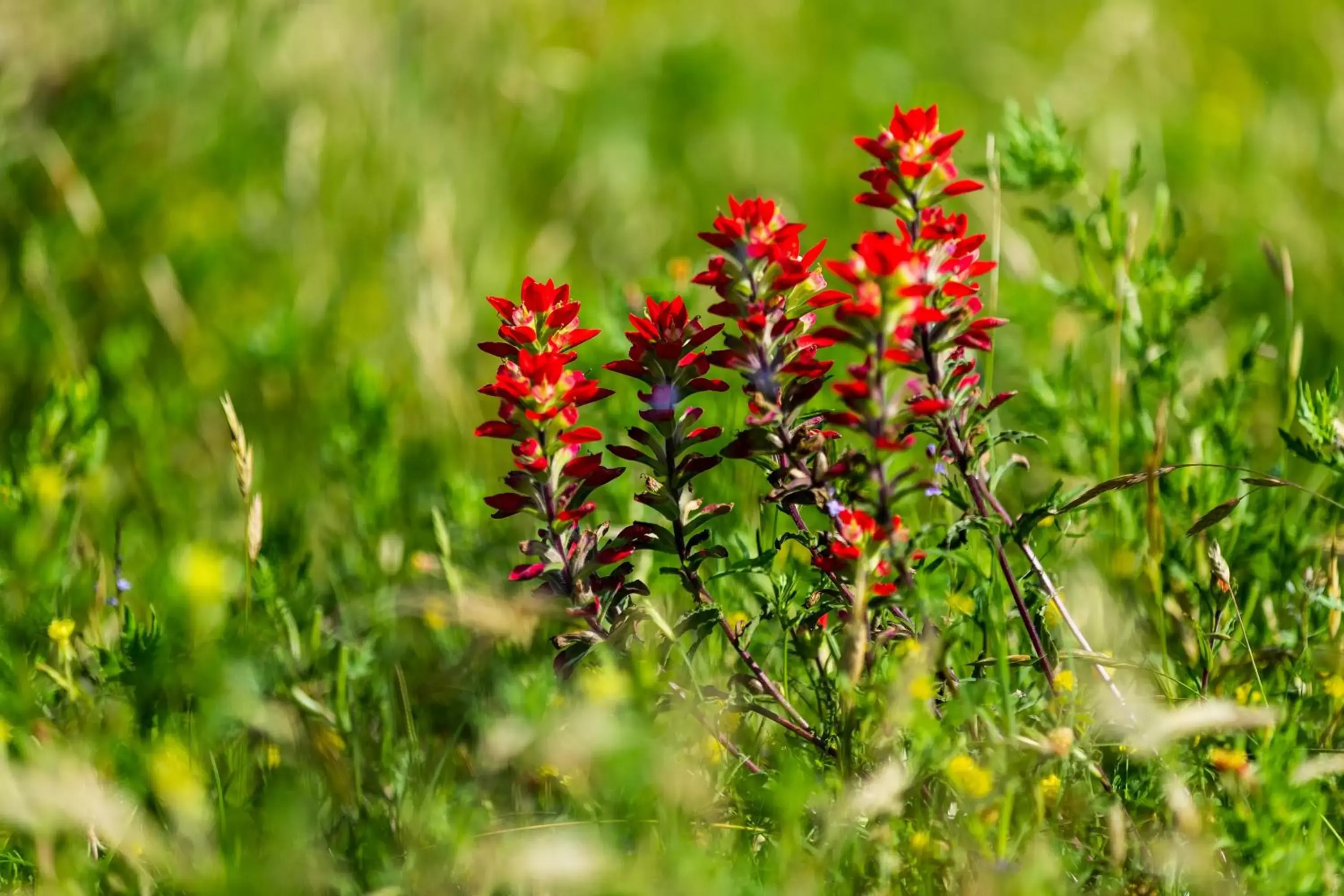 Natural landscape, Other Animals in Wildcatter Ranch and Resort