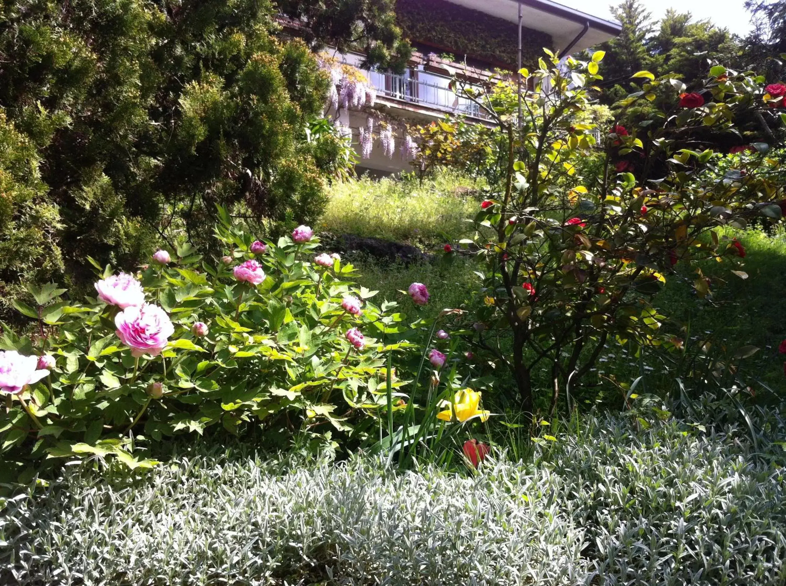 Patio, Garden in B&B Le Ortensie -Lago di Como