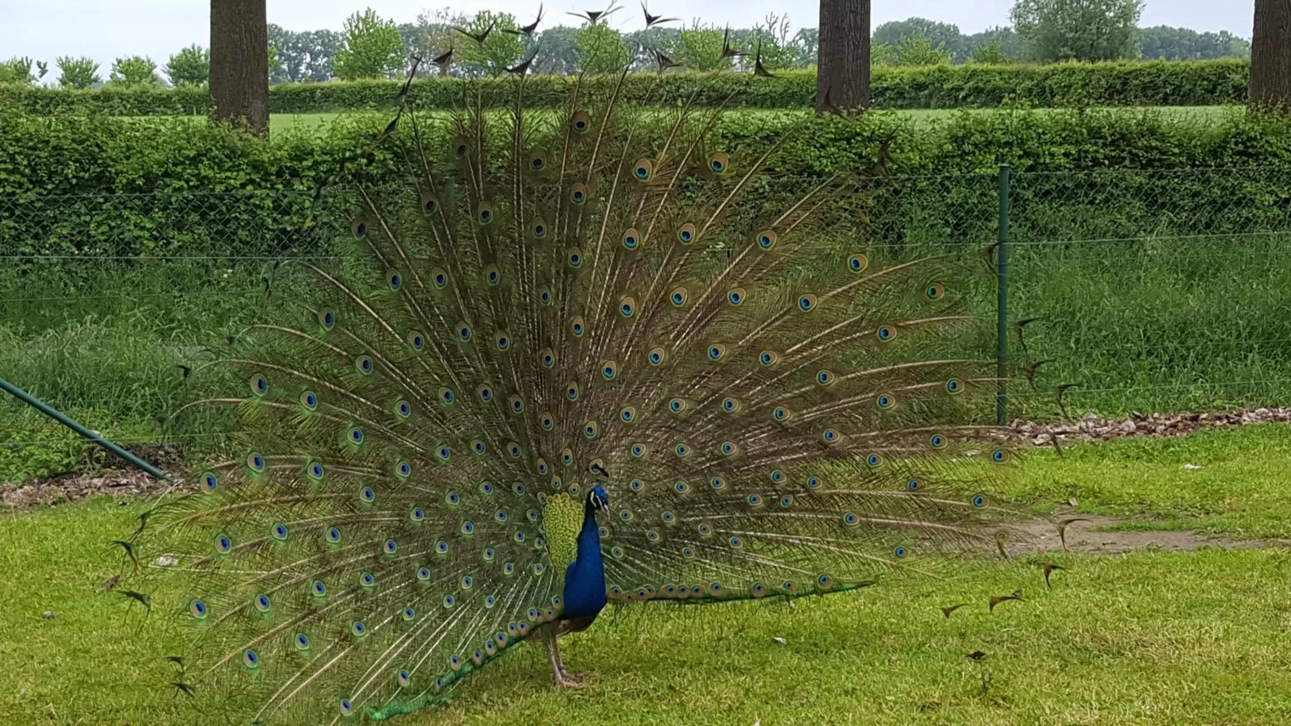 Animals in Hotel Landhuis 't Wilgenerf