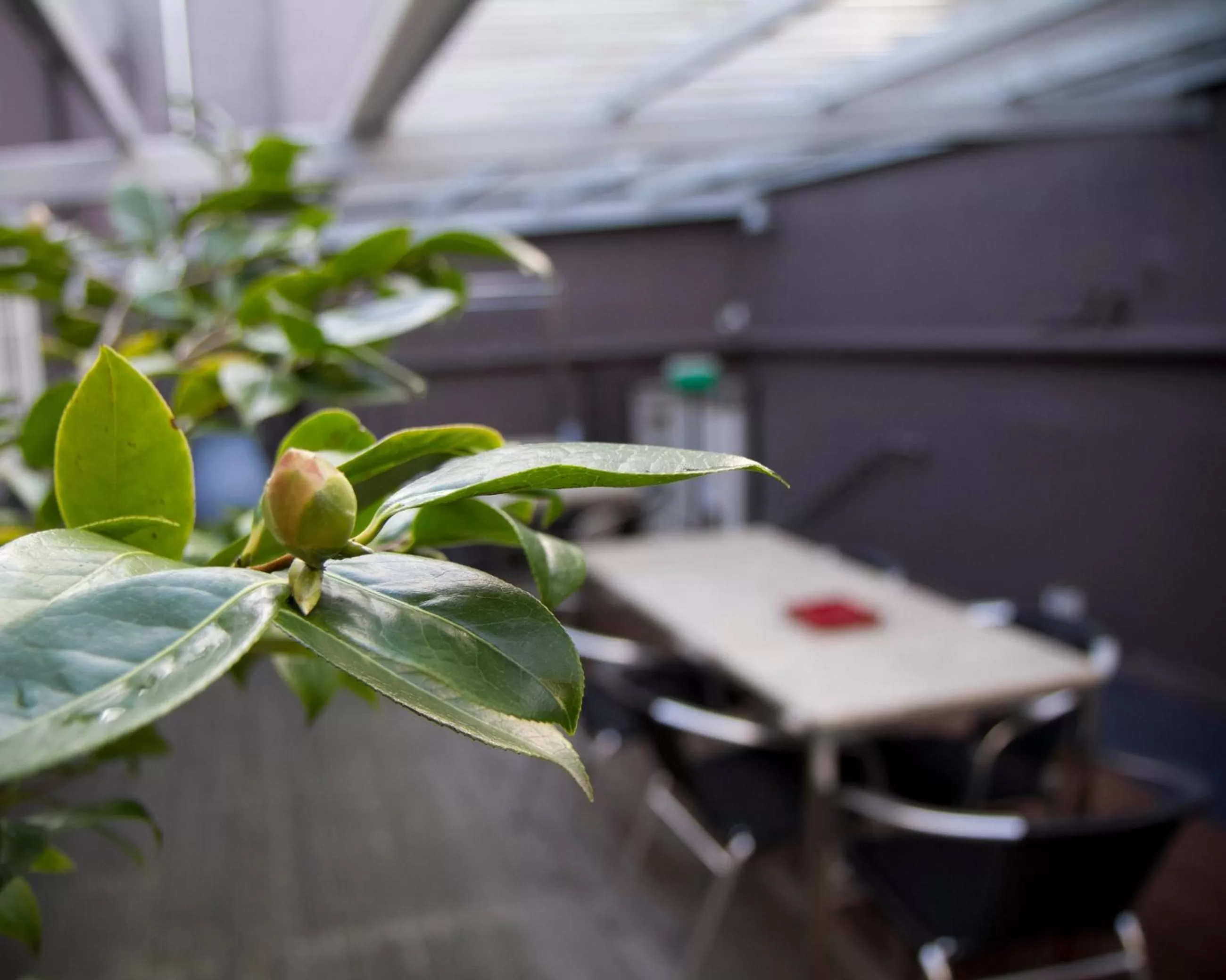 Patio in 315 Euro Motel and Serviced Apartments