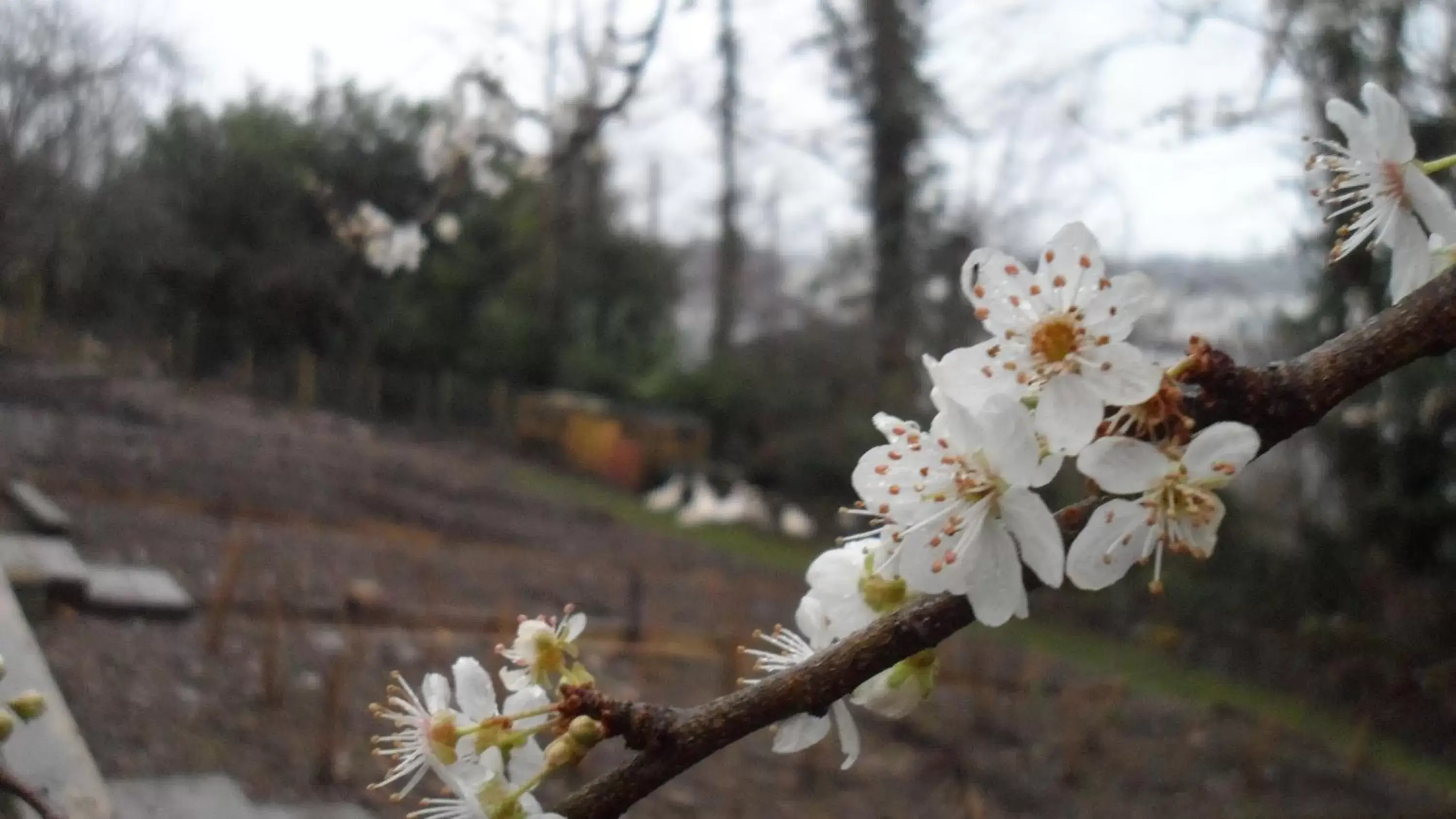 Spring in Gabriel House Guesthouse