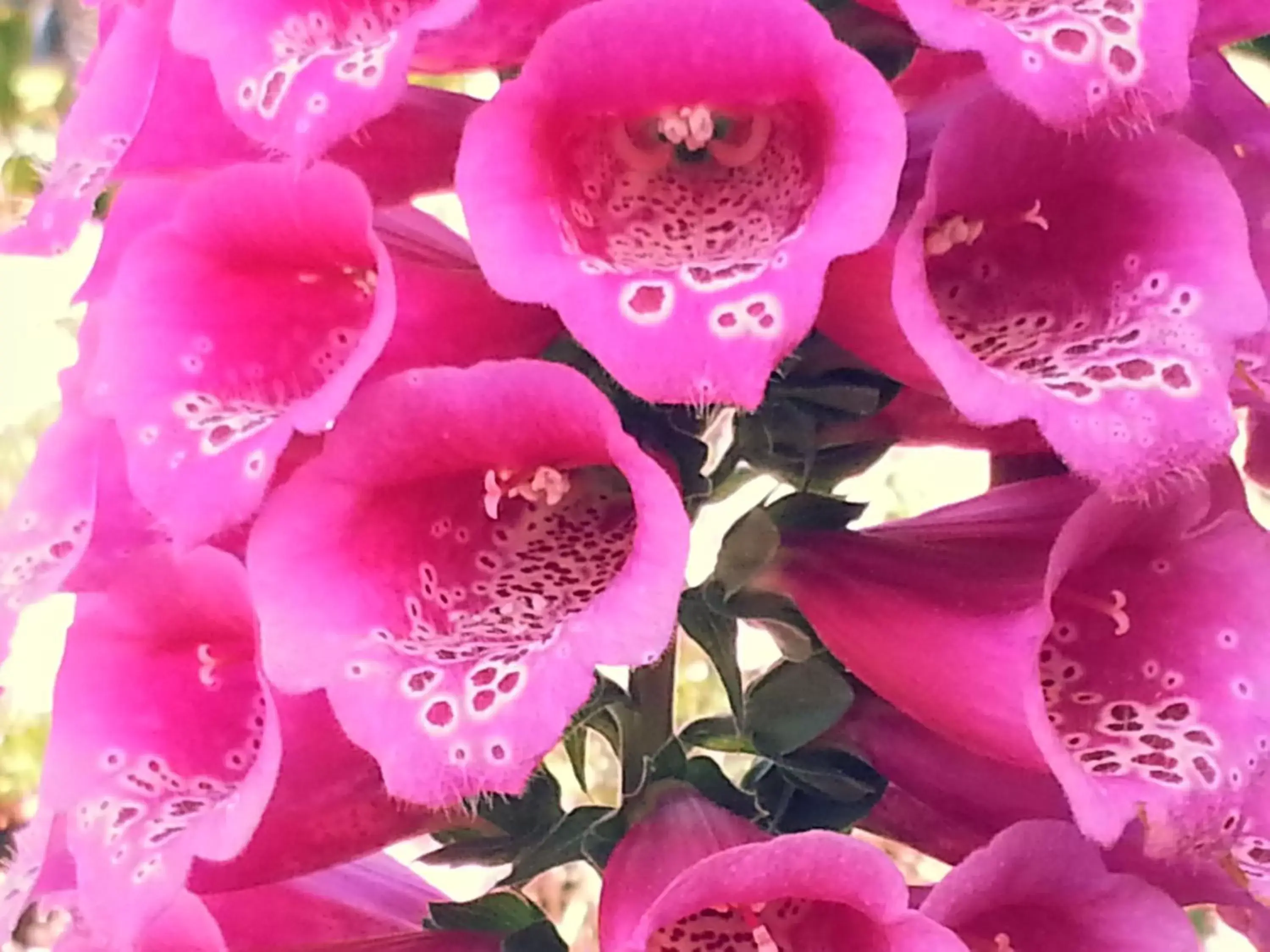 Facade/entrance in The Vendange Carmel Inn & Suites Facade/entrance in The Vendange Carmel Inn & Suites