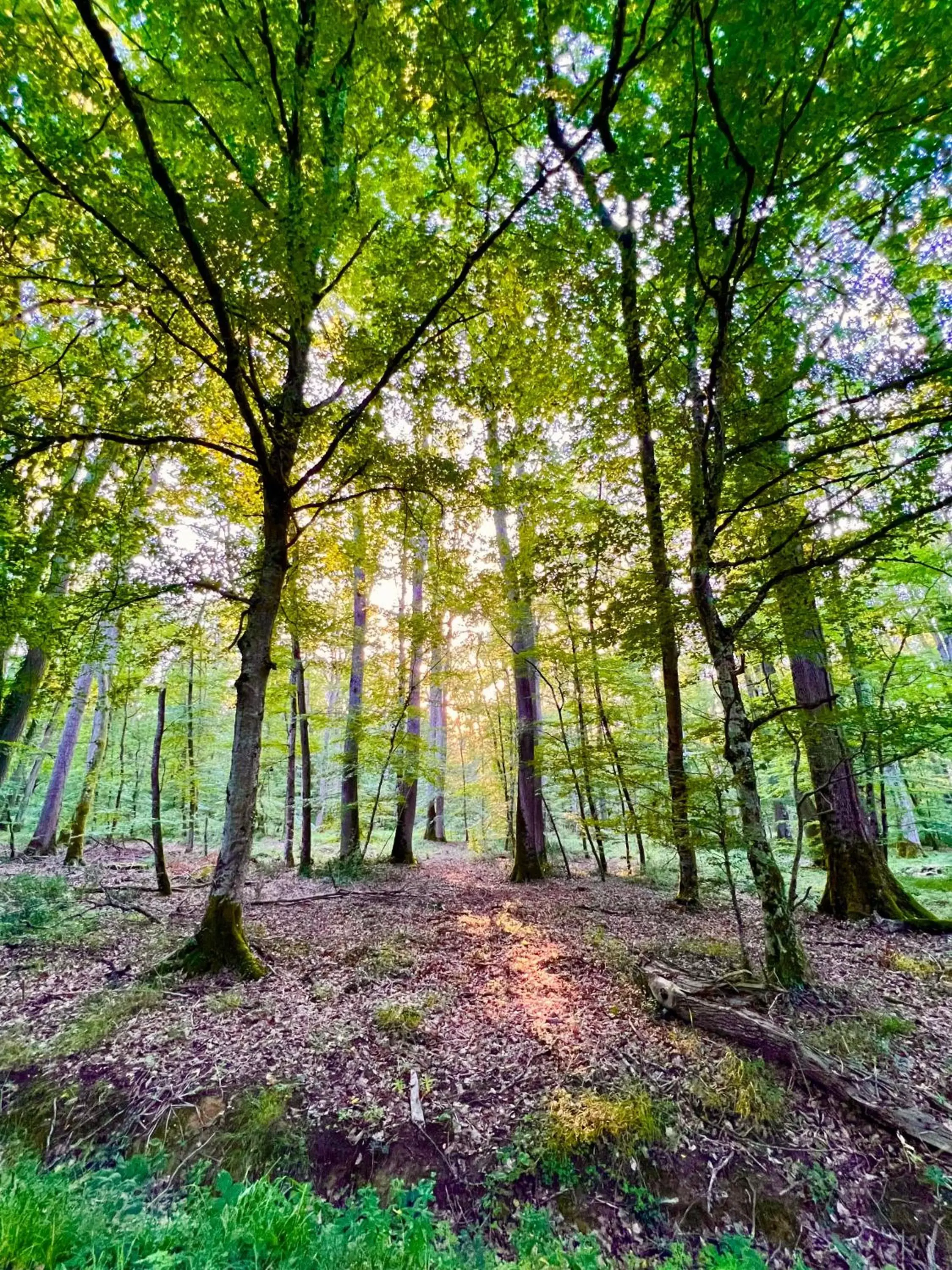 Activities, Natural Landscape in GSand Le Clos du May