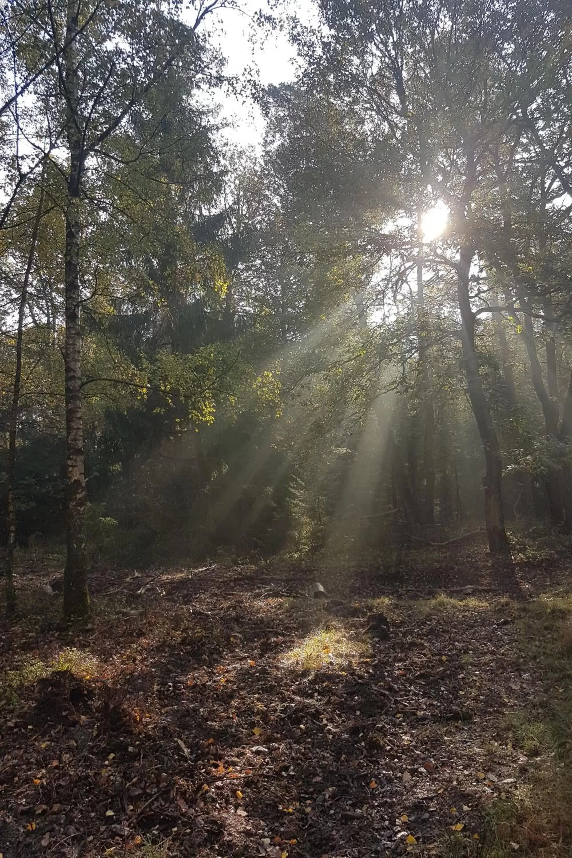 Natural landscape in B&B De Loenense Bossen