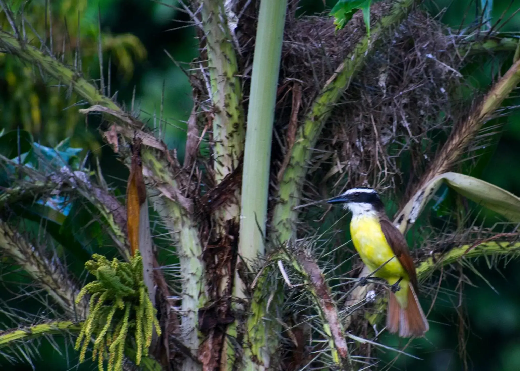 Bird's eye view, Other Animals in Hotel Kokoro Mineral Hot Springs