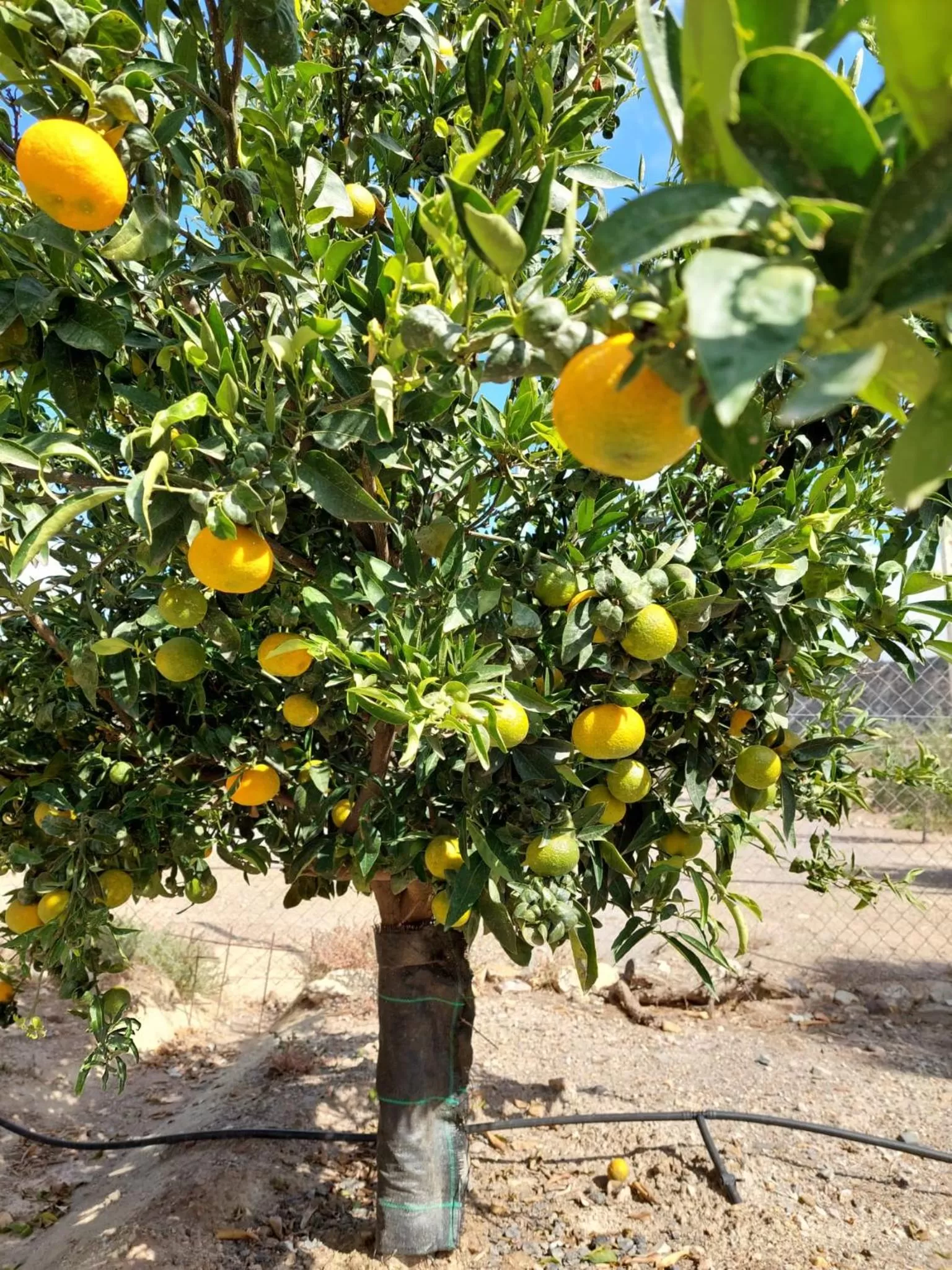 Garden in Mas Solana